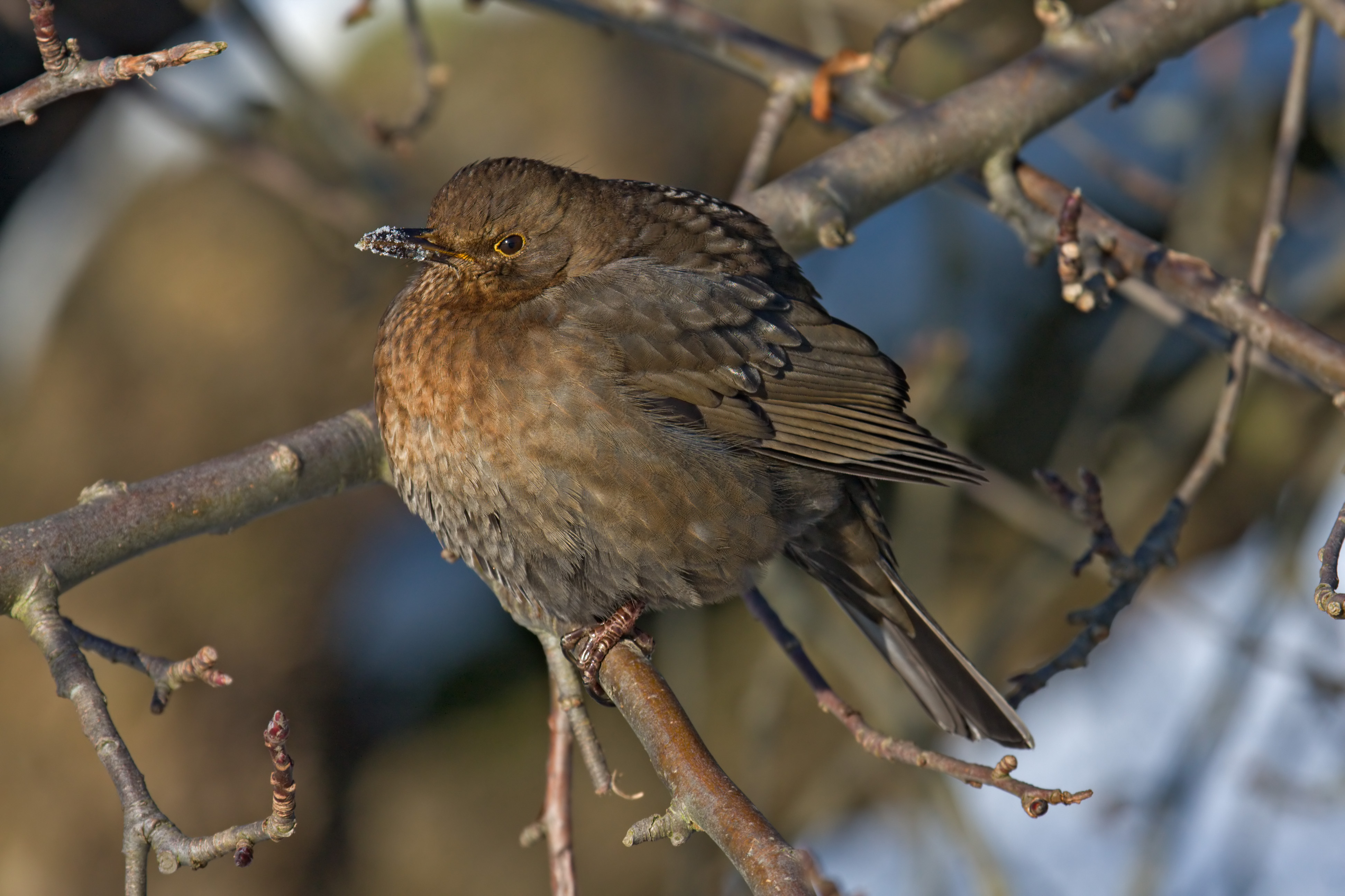 Blackbird female