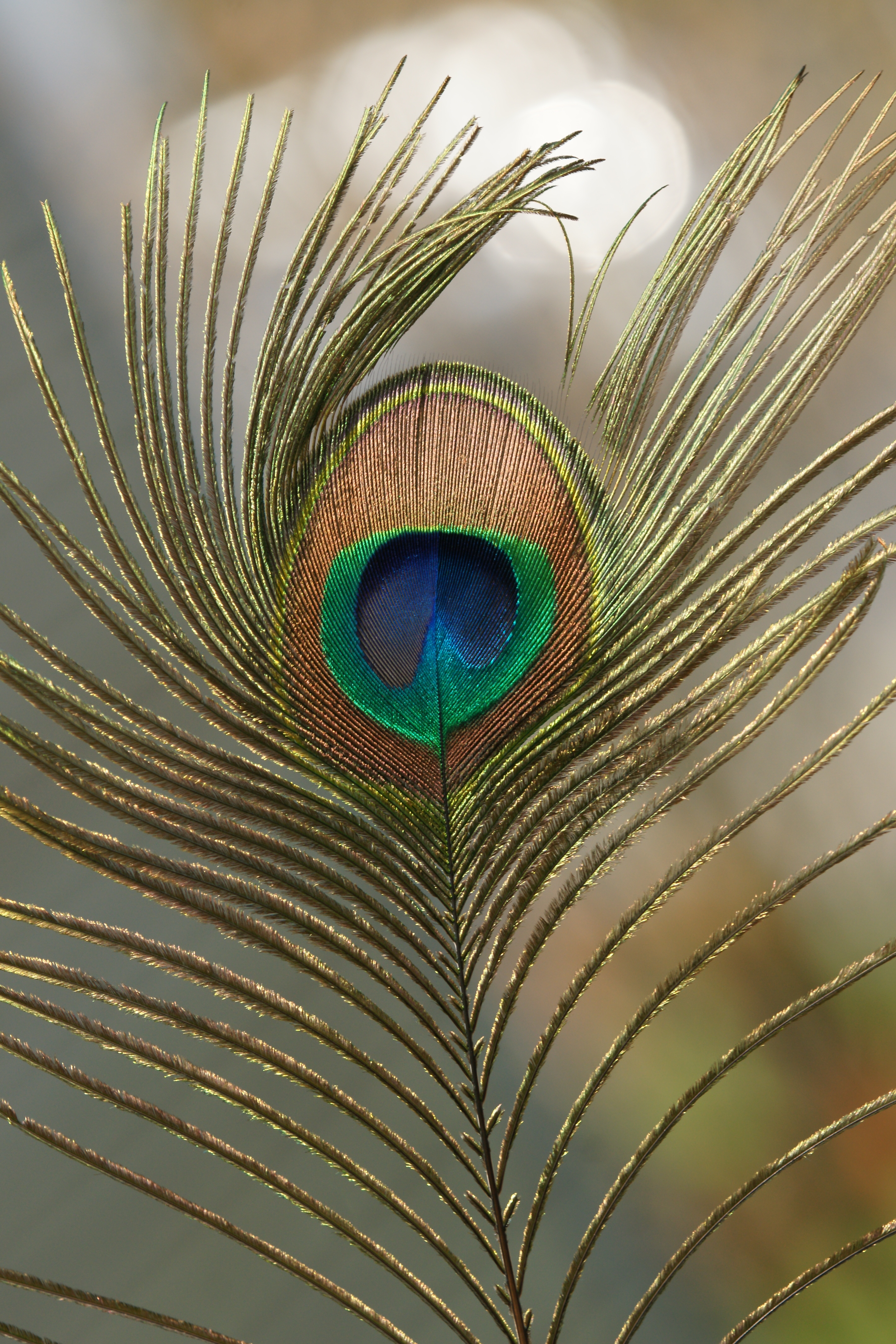 Blaue Pfau Pavo cristatus 1