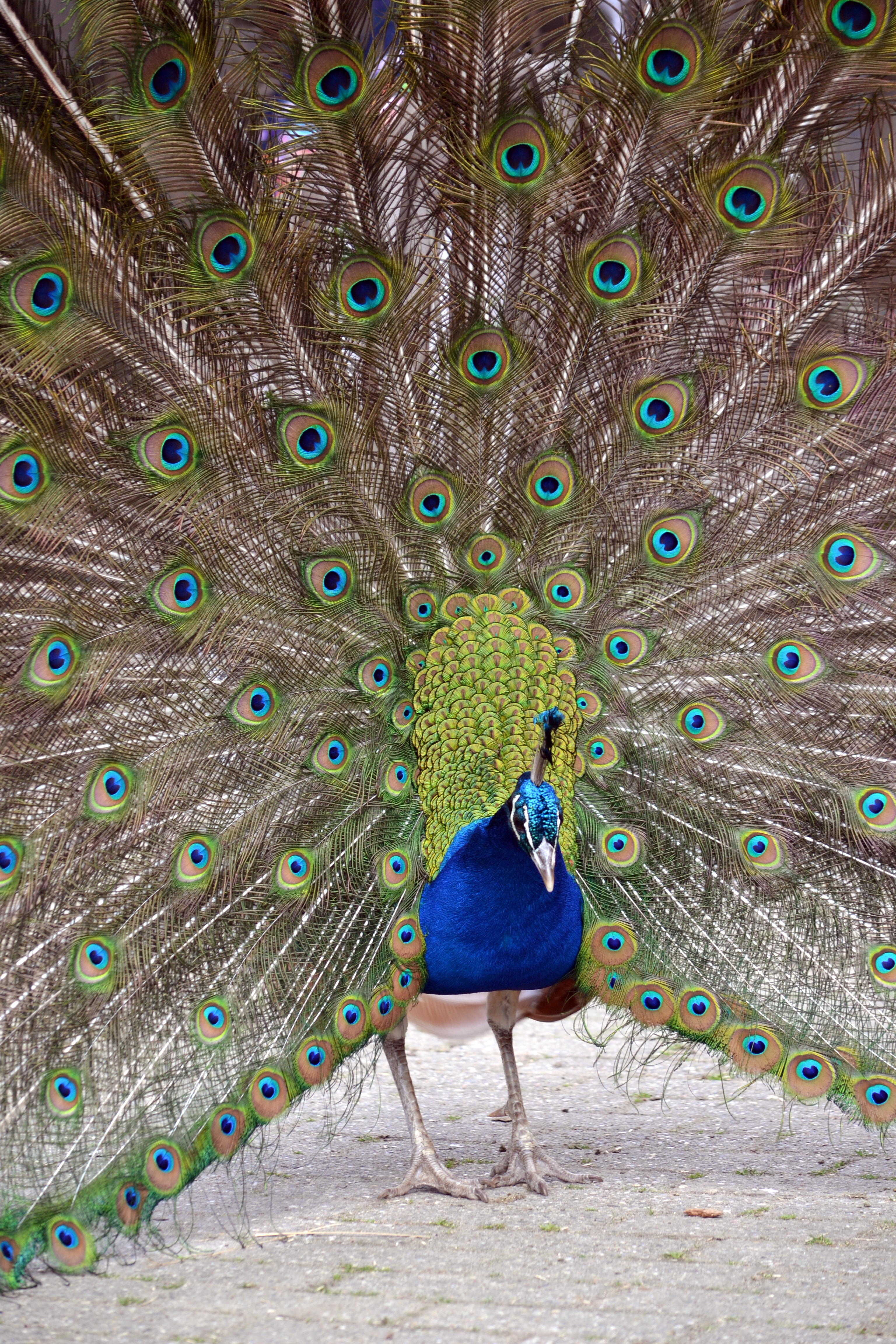 Blauwe pauw (8705785470)