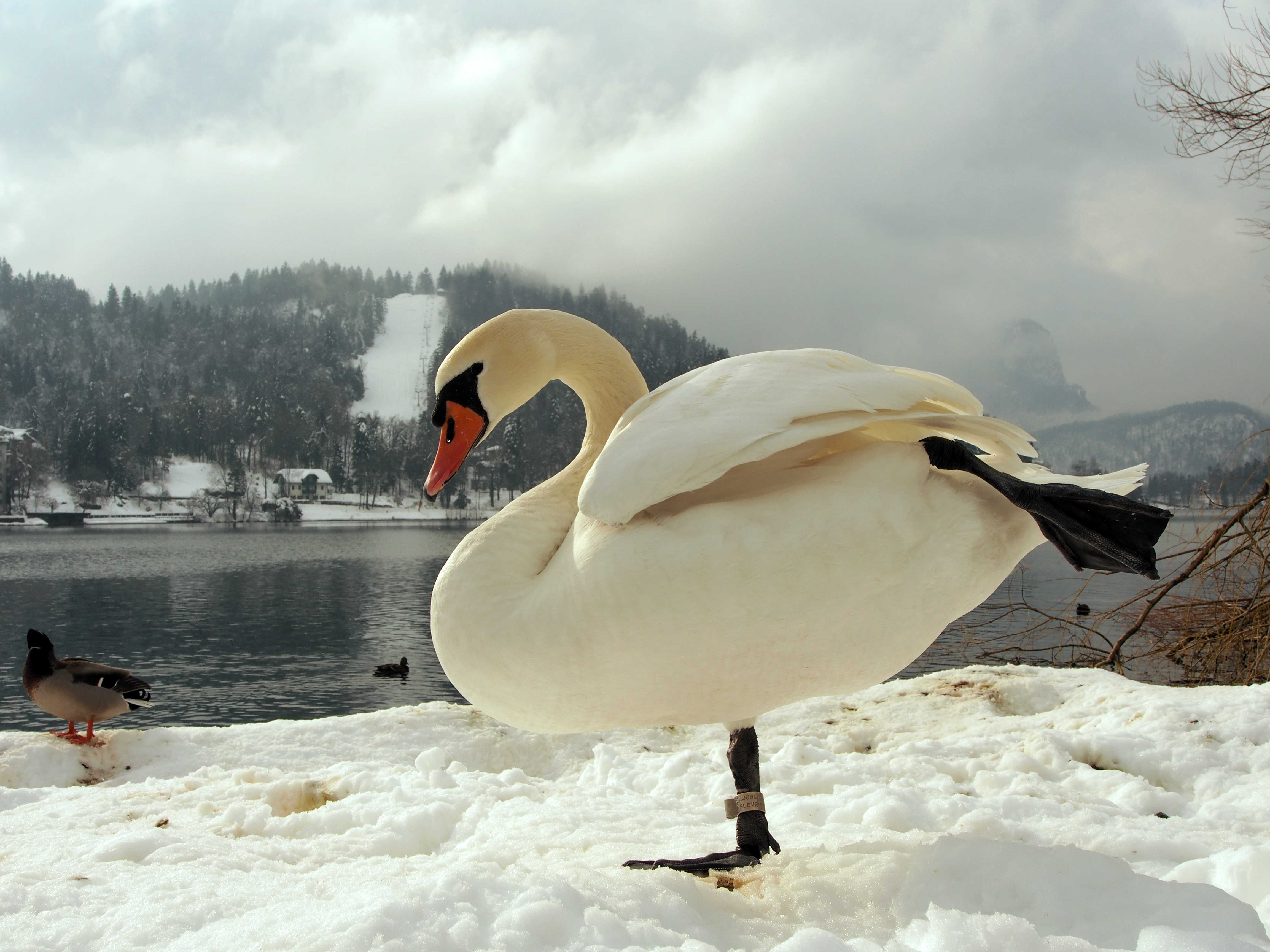 Bled (12360998344)