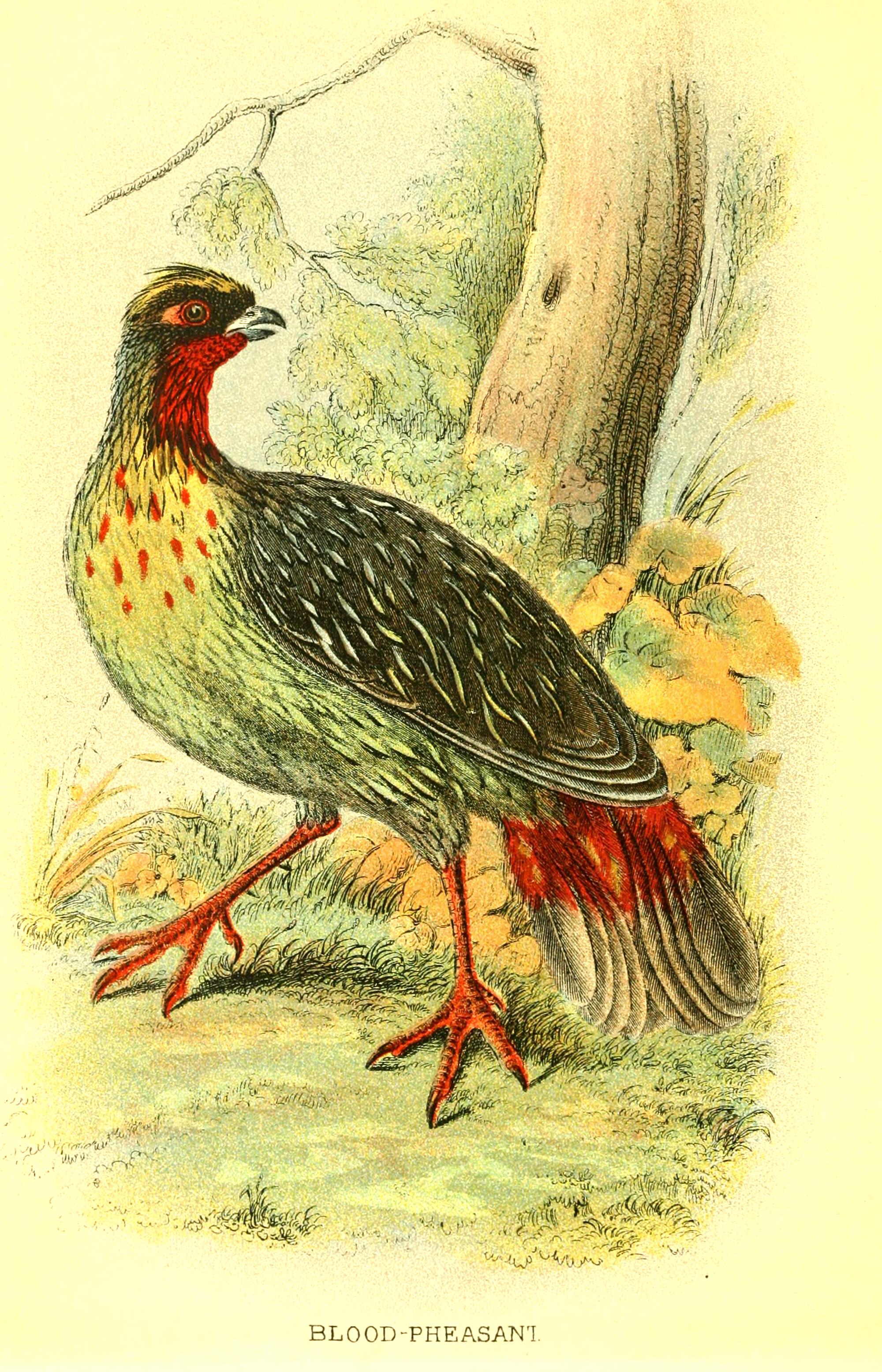 BloodPheasant