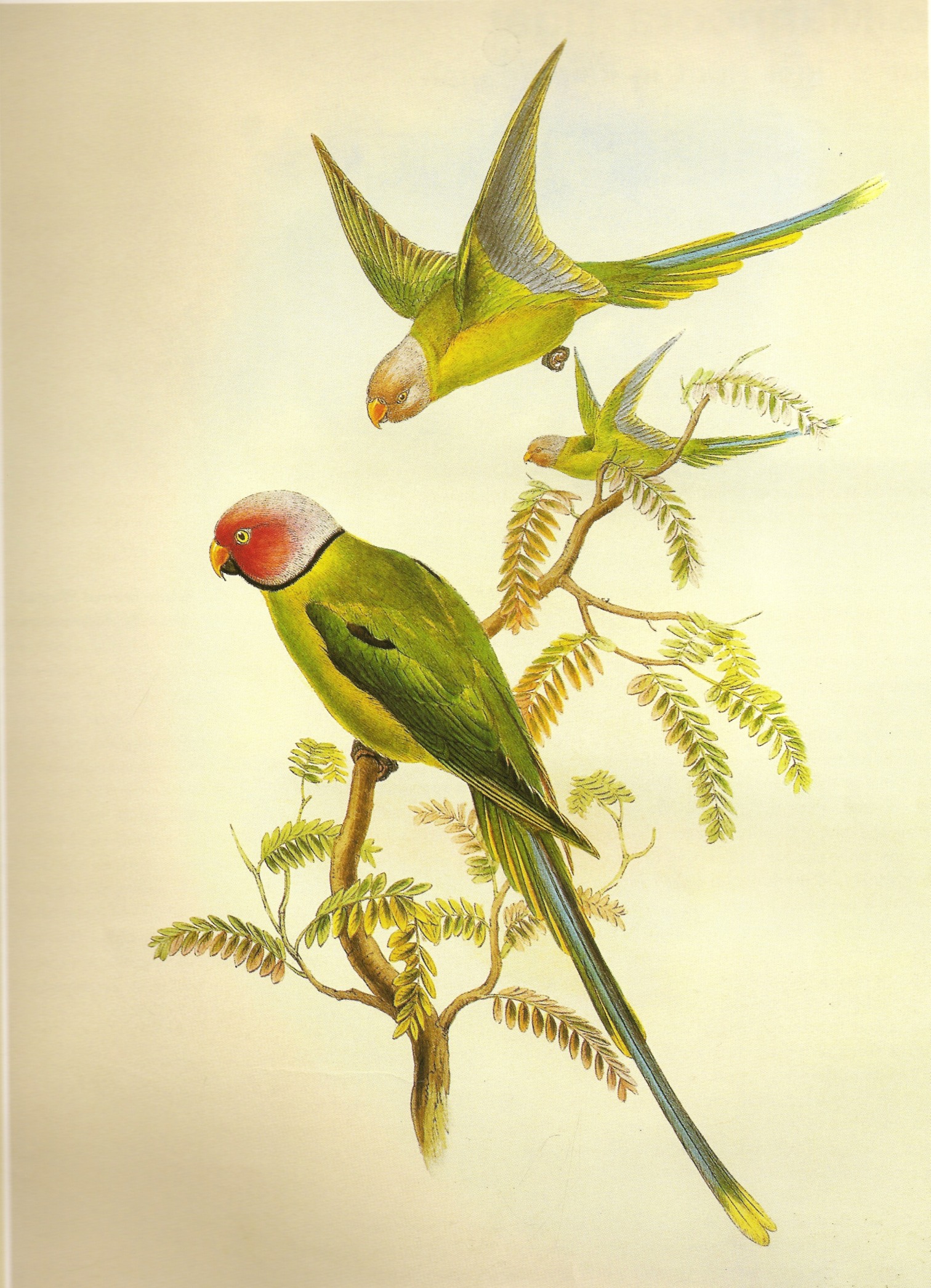 BlossomHeadedParakeetGould