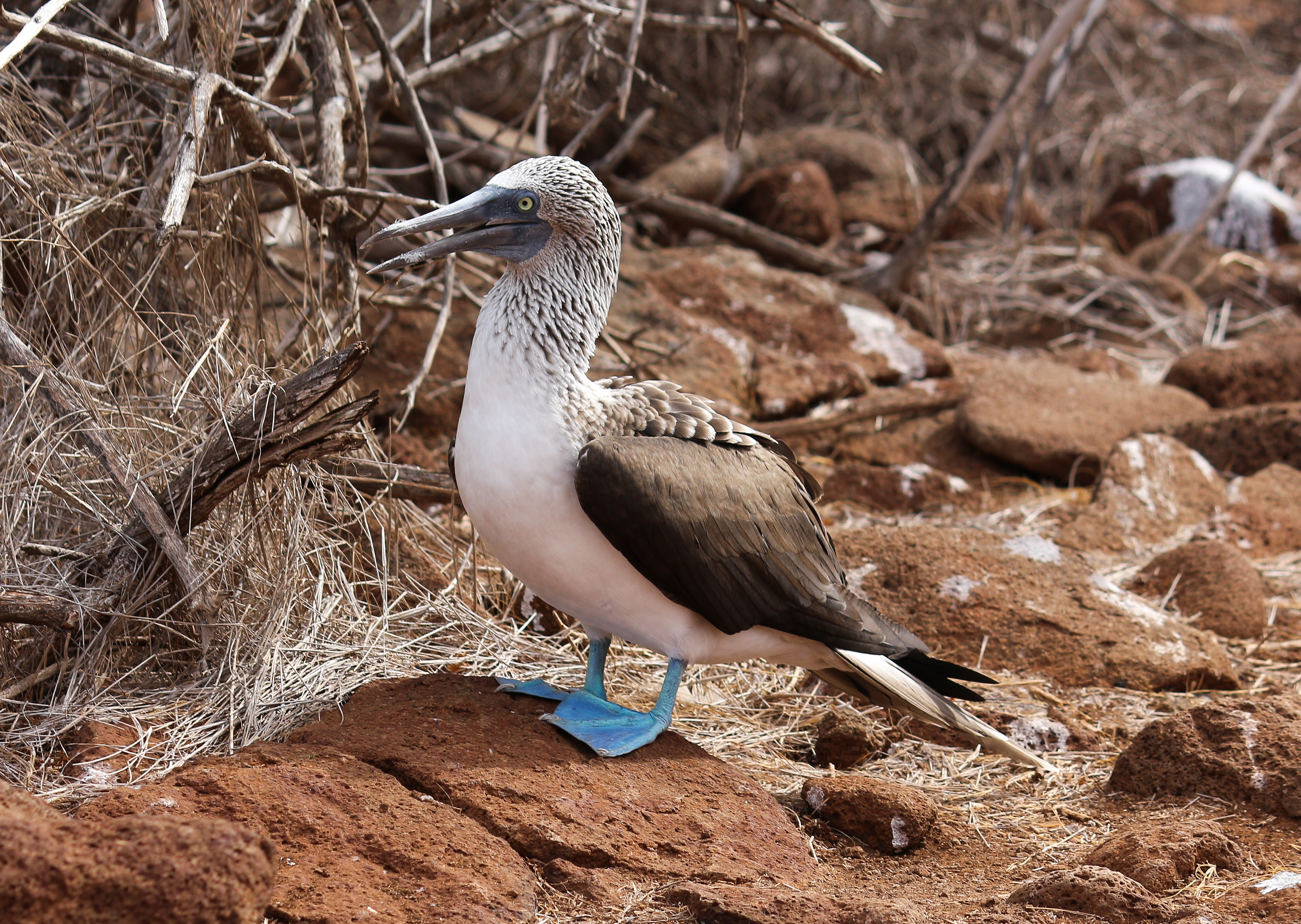 Blue-footed booby 01