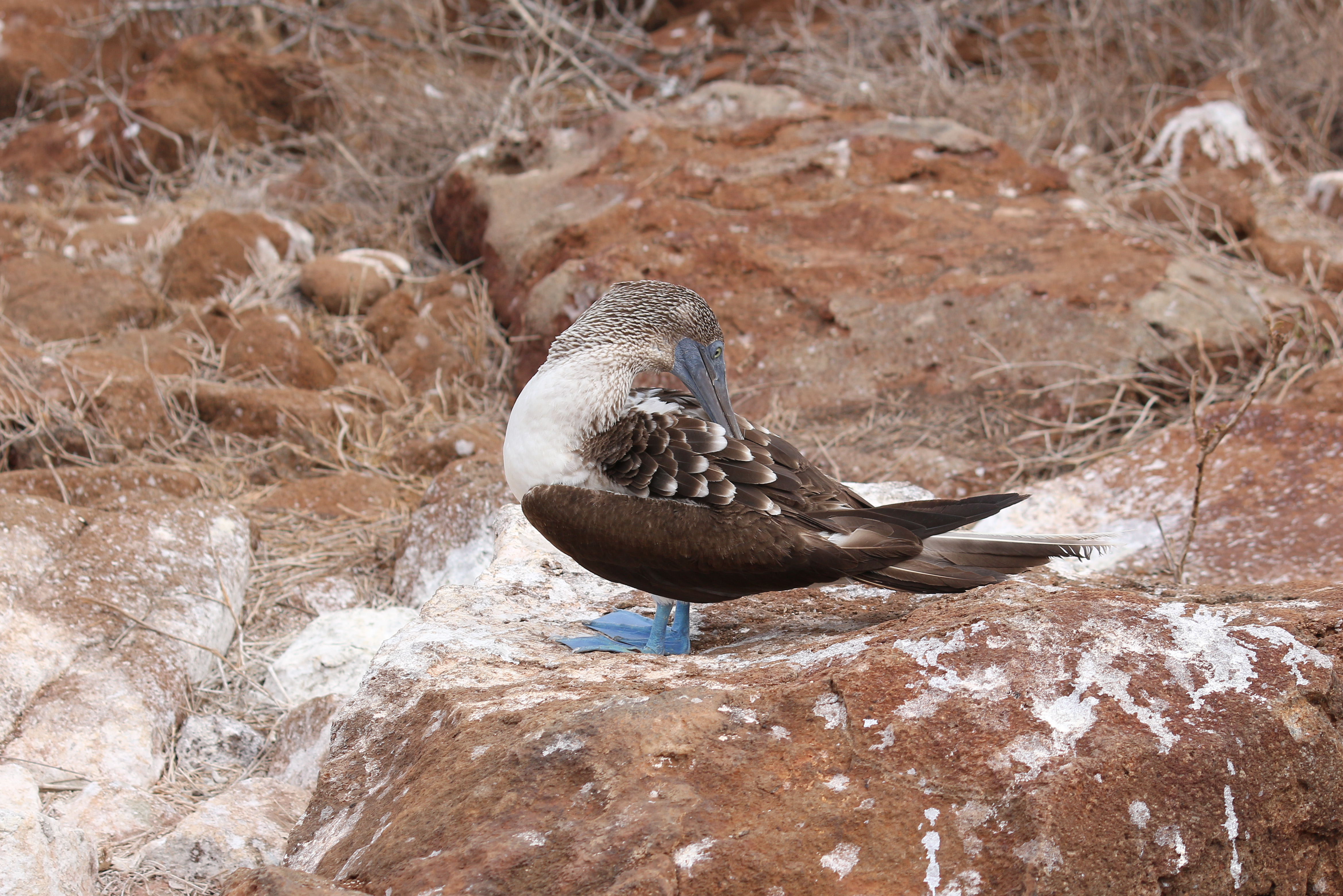 Blue-footed booby 02