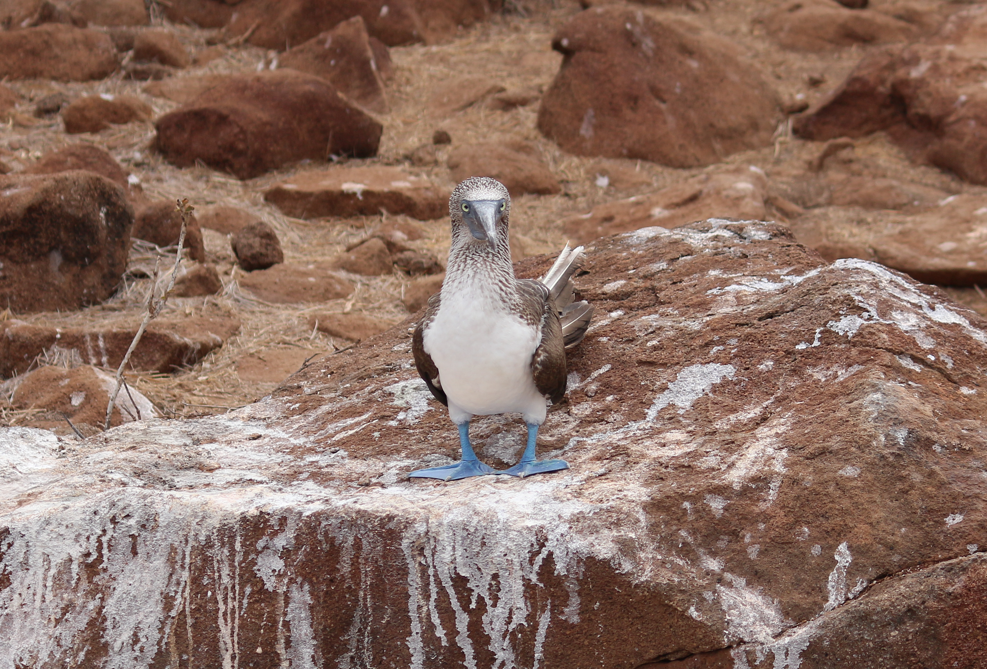 Blue-footed booby 03