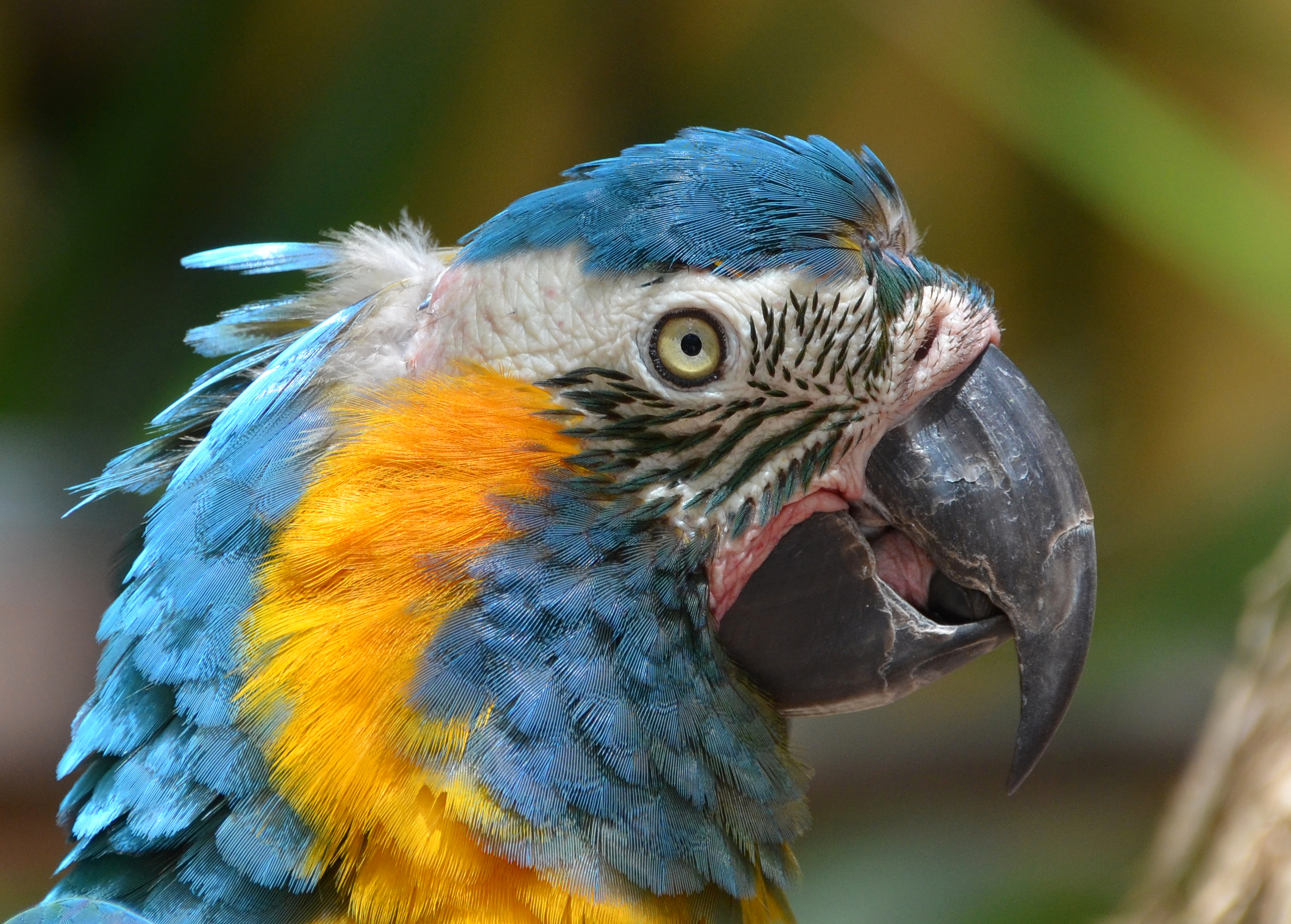 Blue-throated macaw