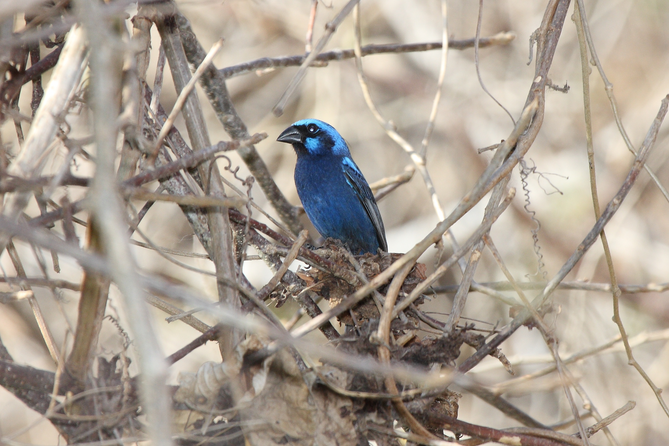 Blue Bunting (Cyanocompsa parellina) (2396377624)