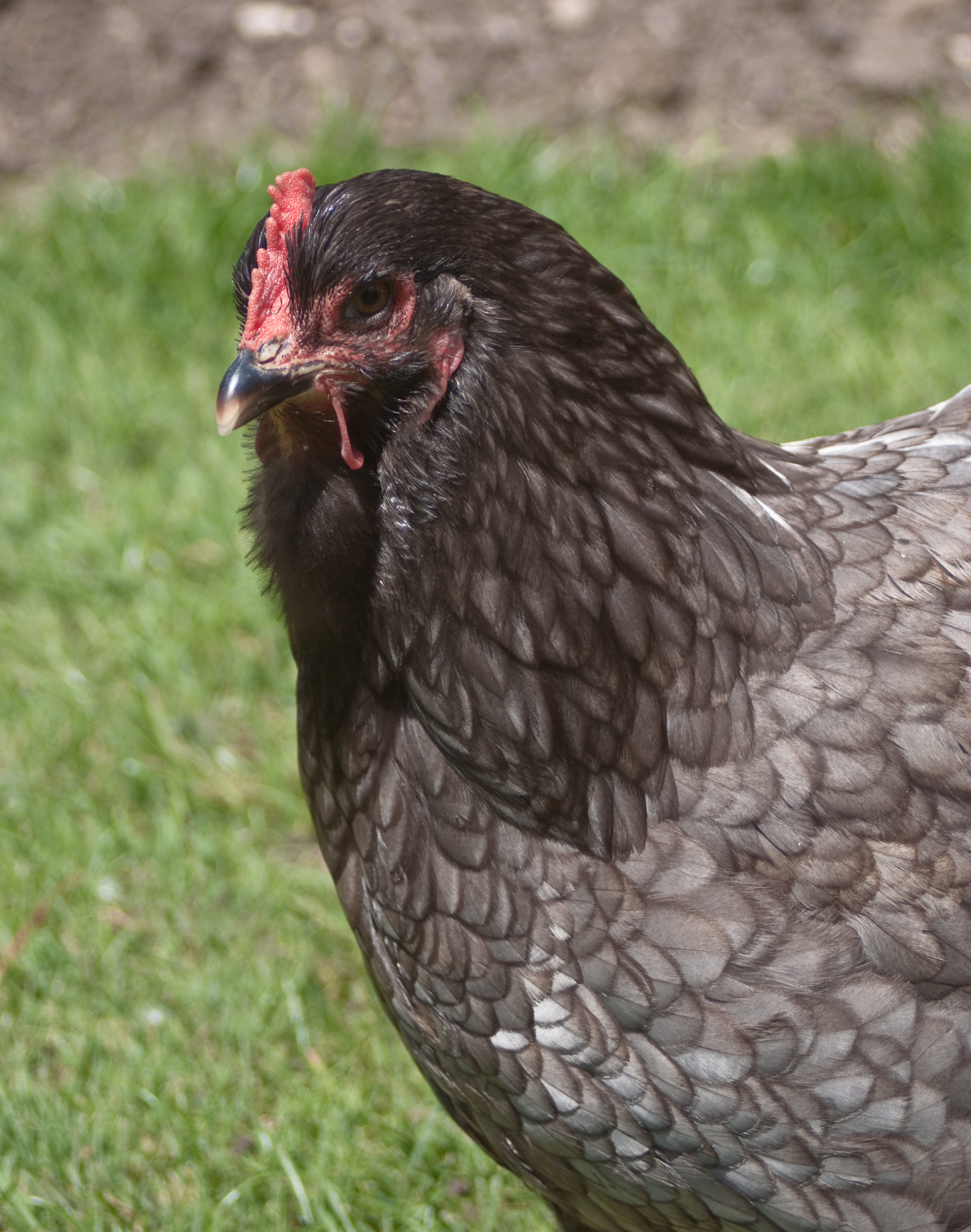Blue Cochin hen