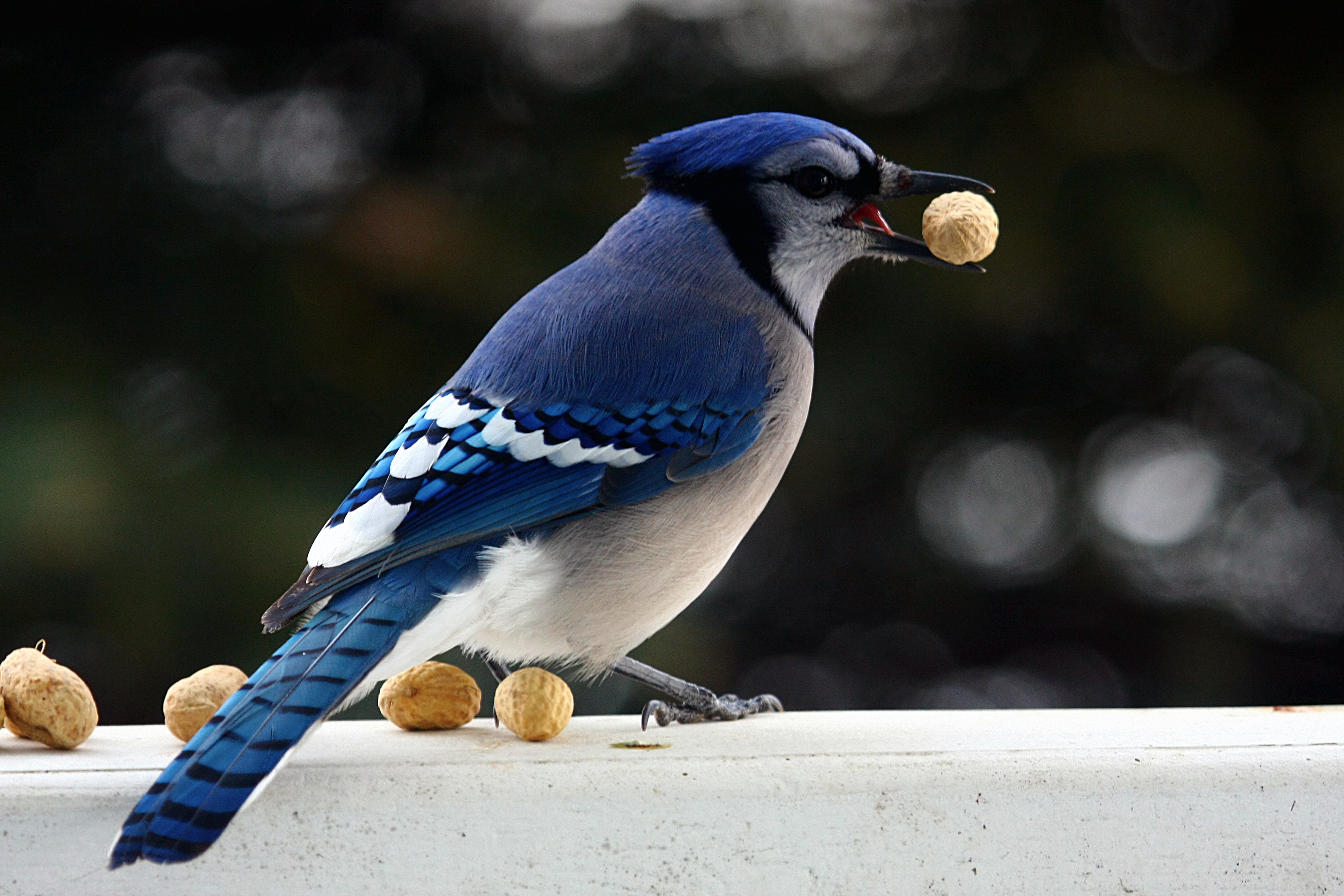 Blue Jay with peanut, December 2010
