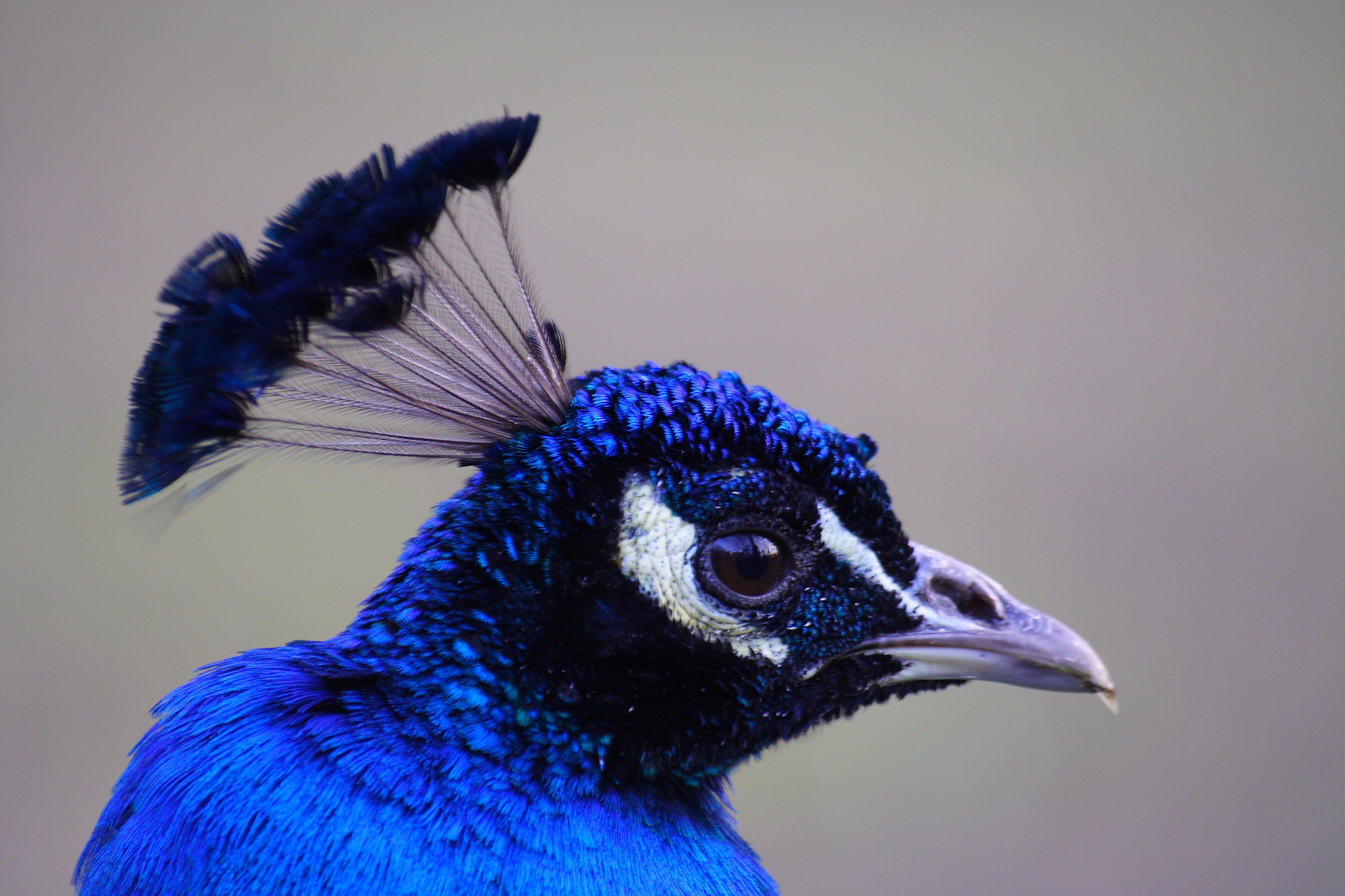 Blue male pavo