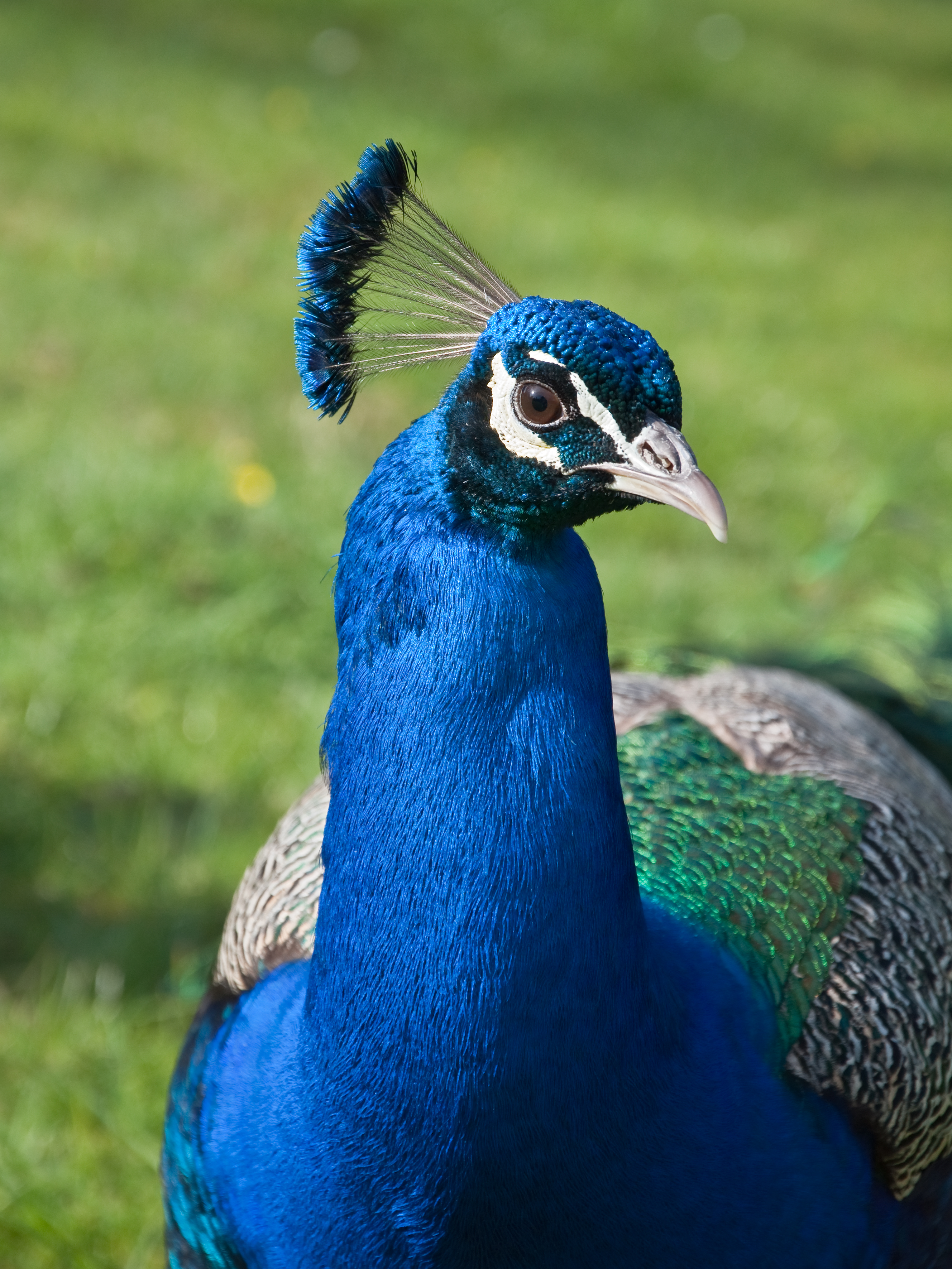 Blue Peafowl (Pavo cristatus)