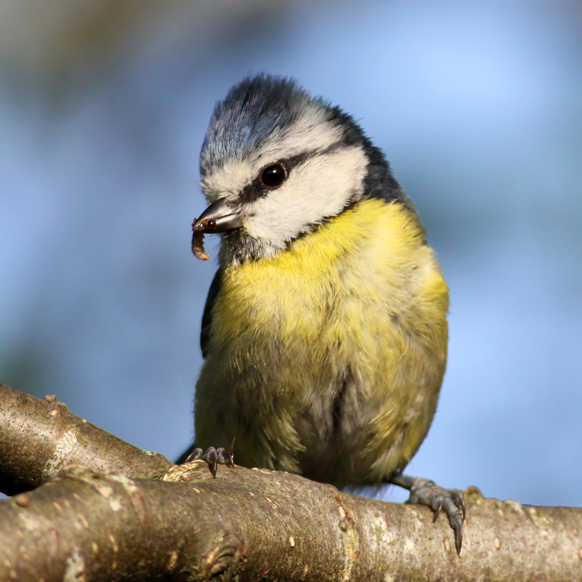 Blue Tit (Parus caeruleus) (13)