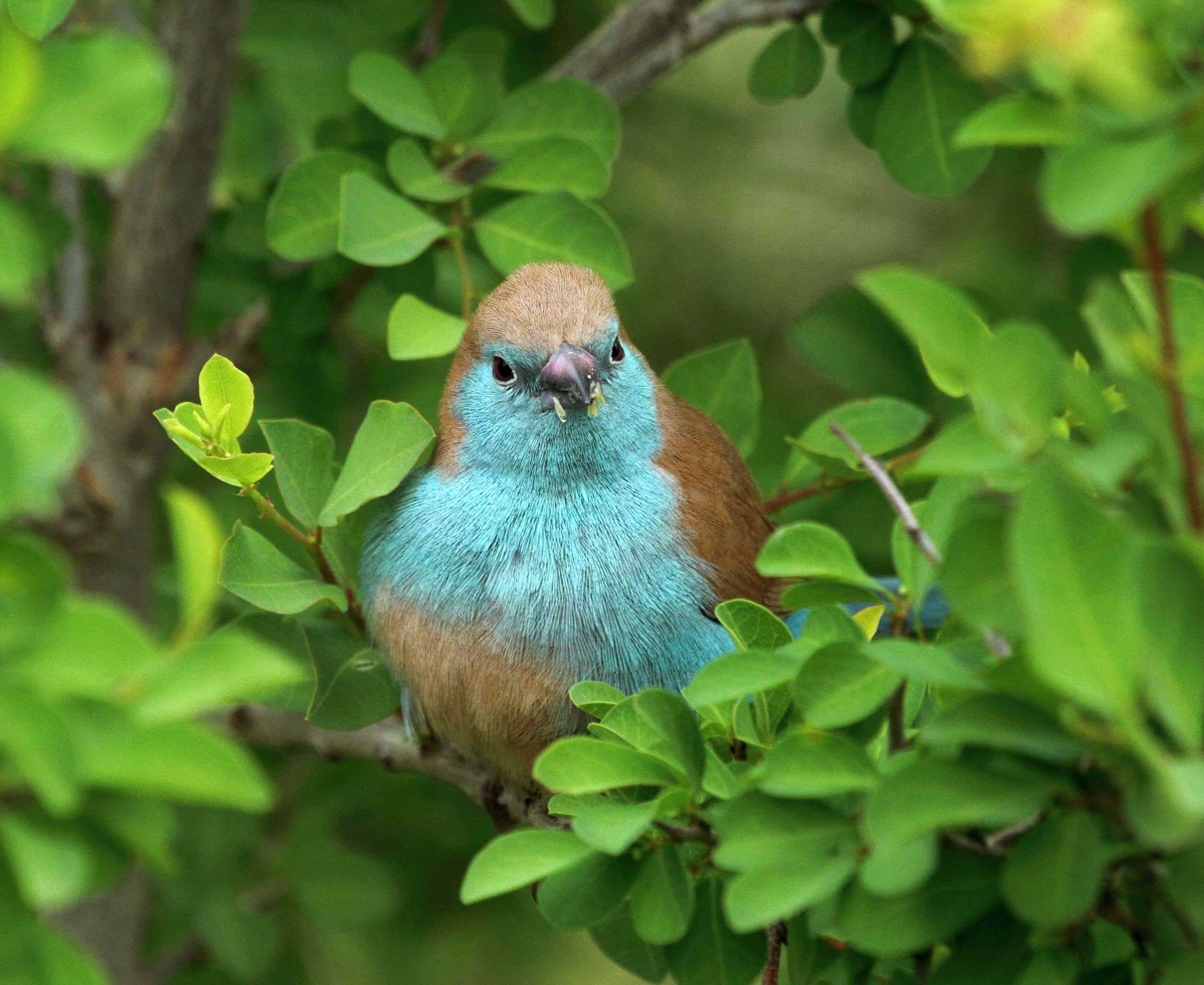Blue waxbill 2012 10 08 6421