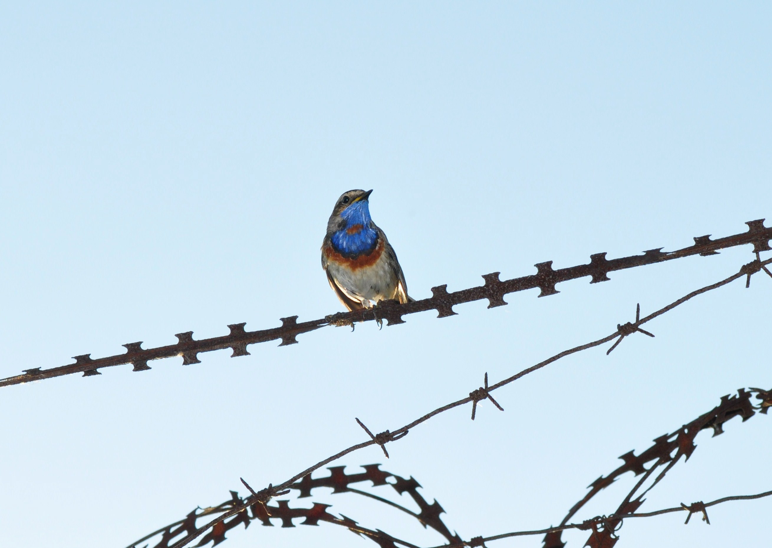 Bluethroat (Luscinia svecica) (8998278059)