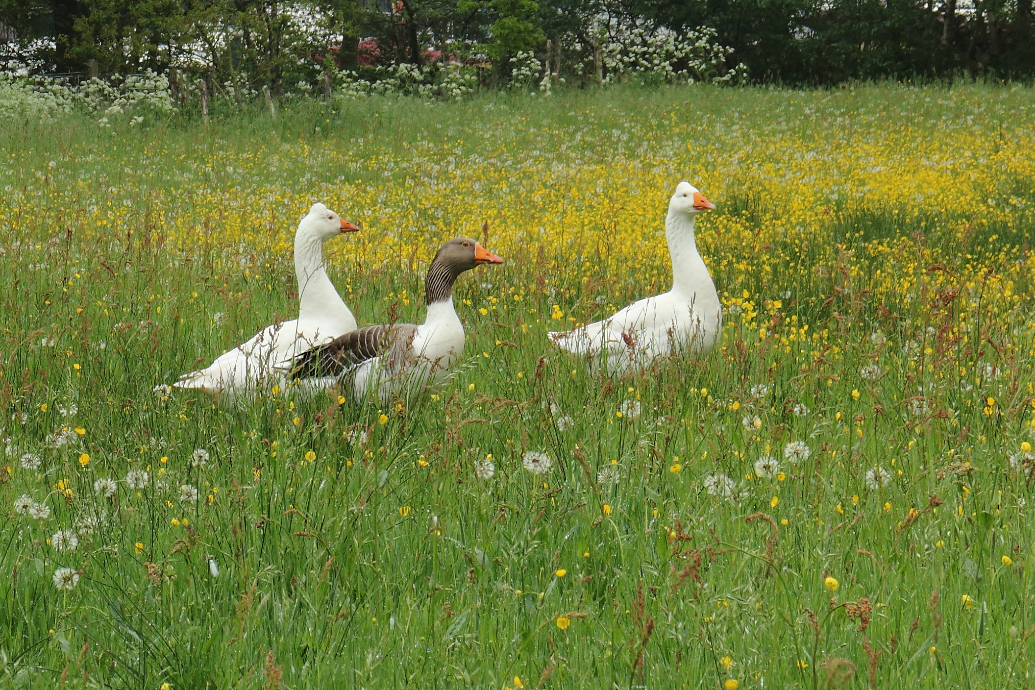 Boerengans Anser anser forma domesticus
