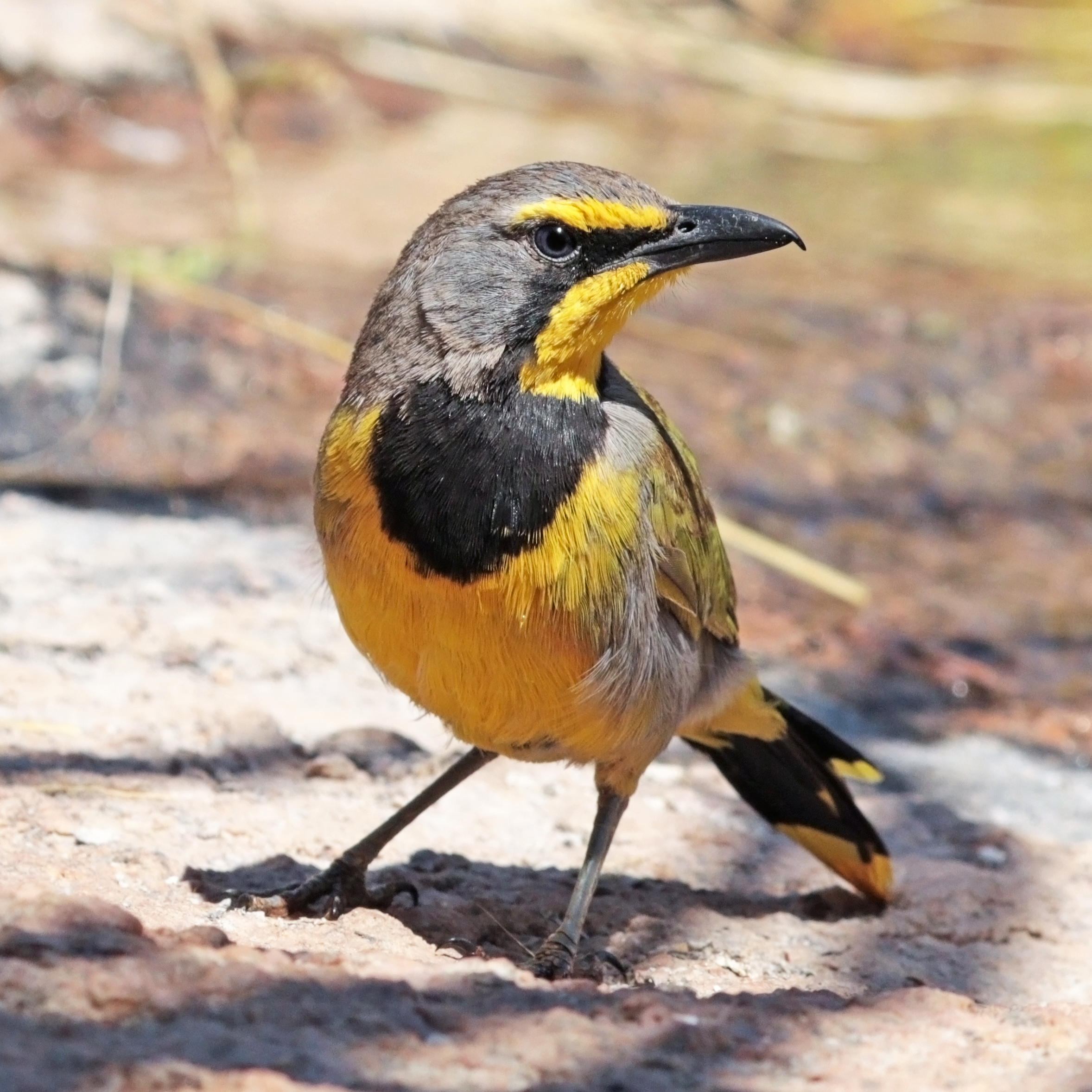 Bokmakierie (Telophorus zeylonus thermophilus)