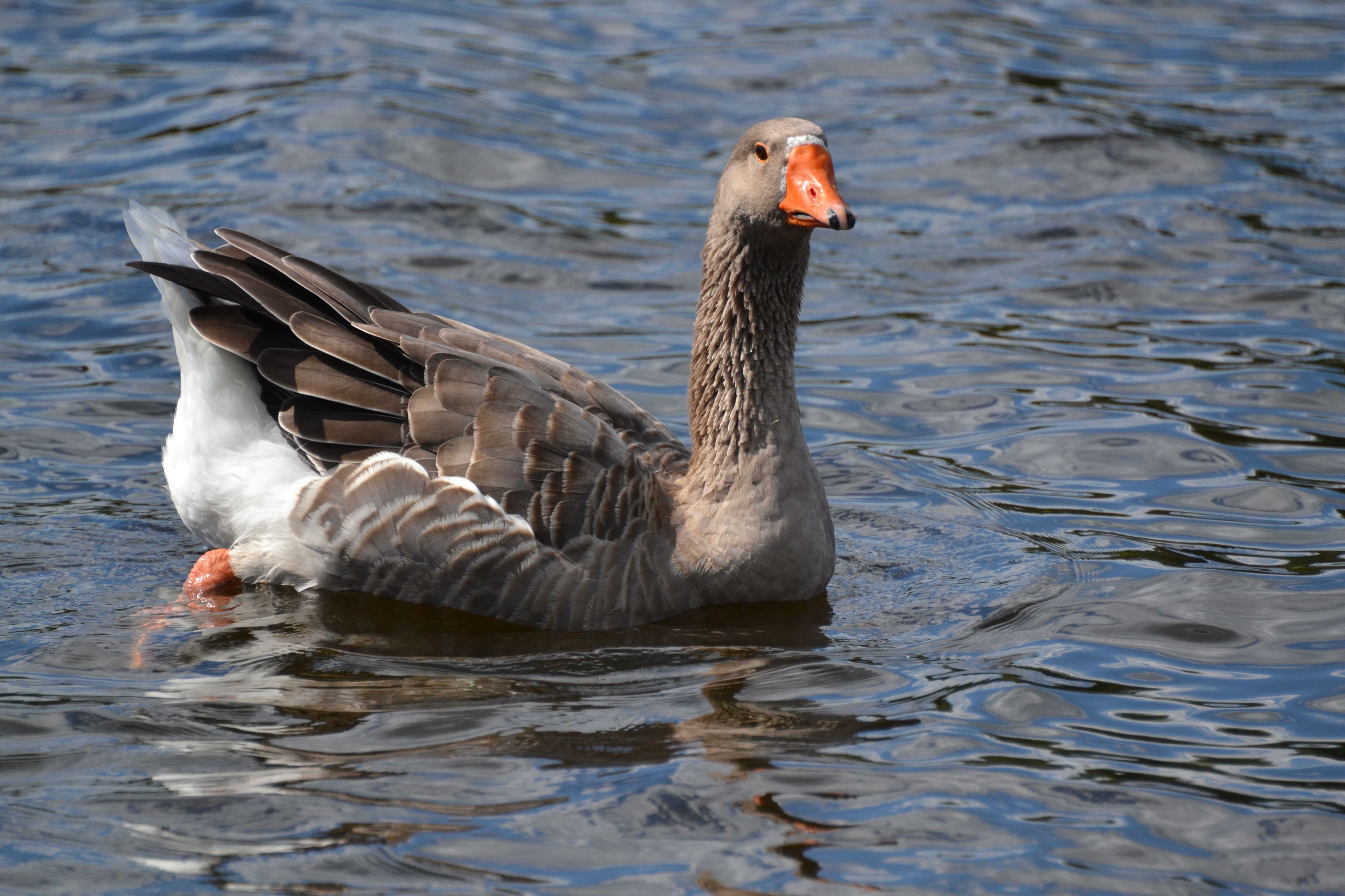 Boss Goose (7965991426)