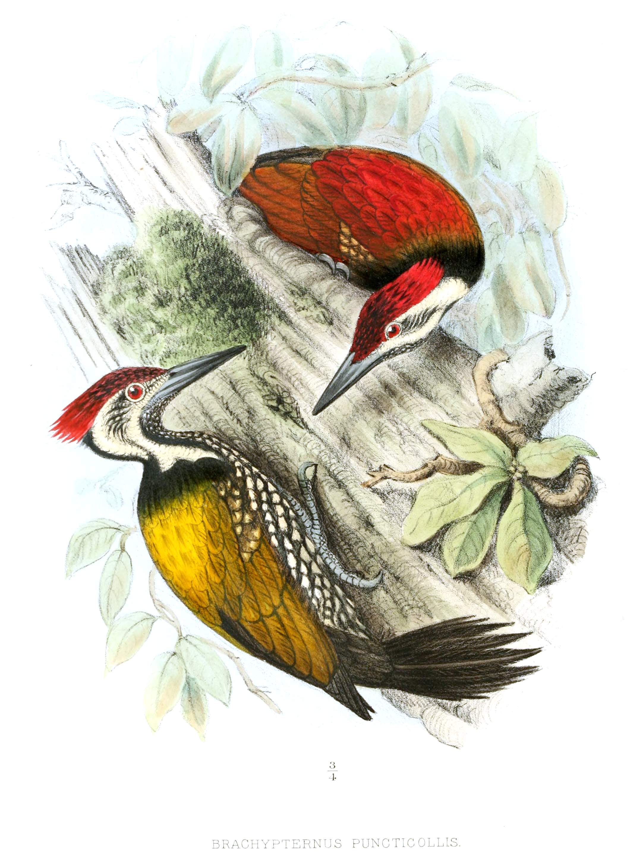 BrachypternusPuncticollisLegge