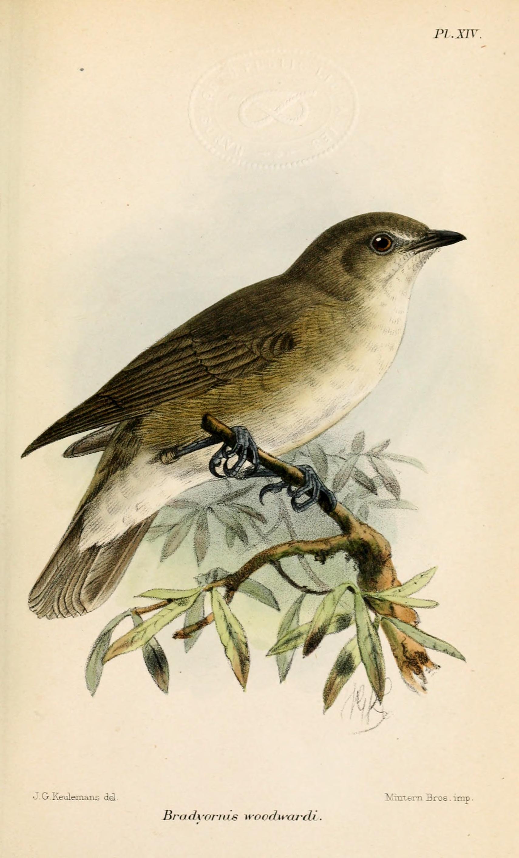 BradyornisWoodwardiKeulemans