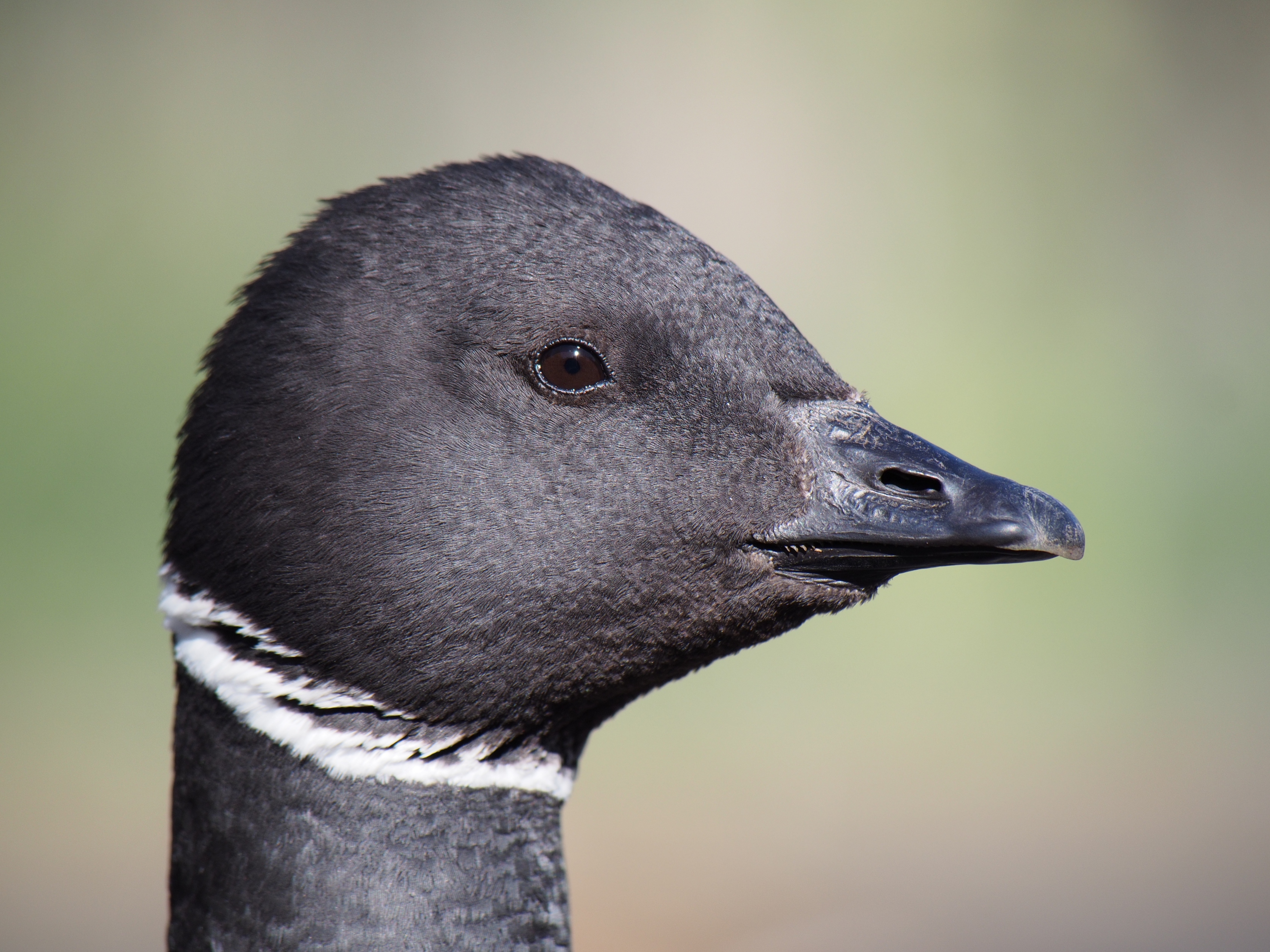 Brant goose portrait