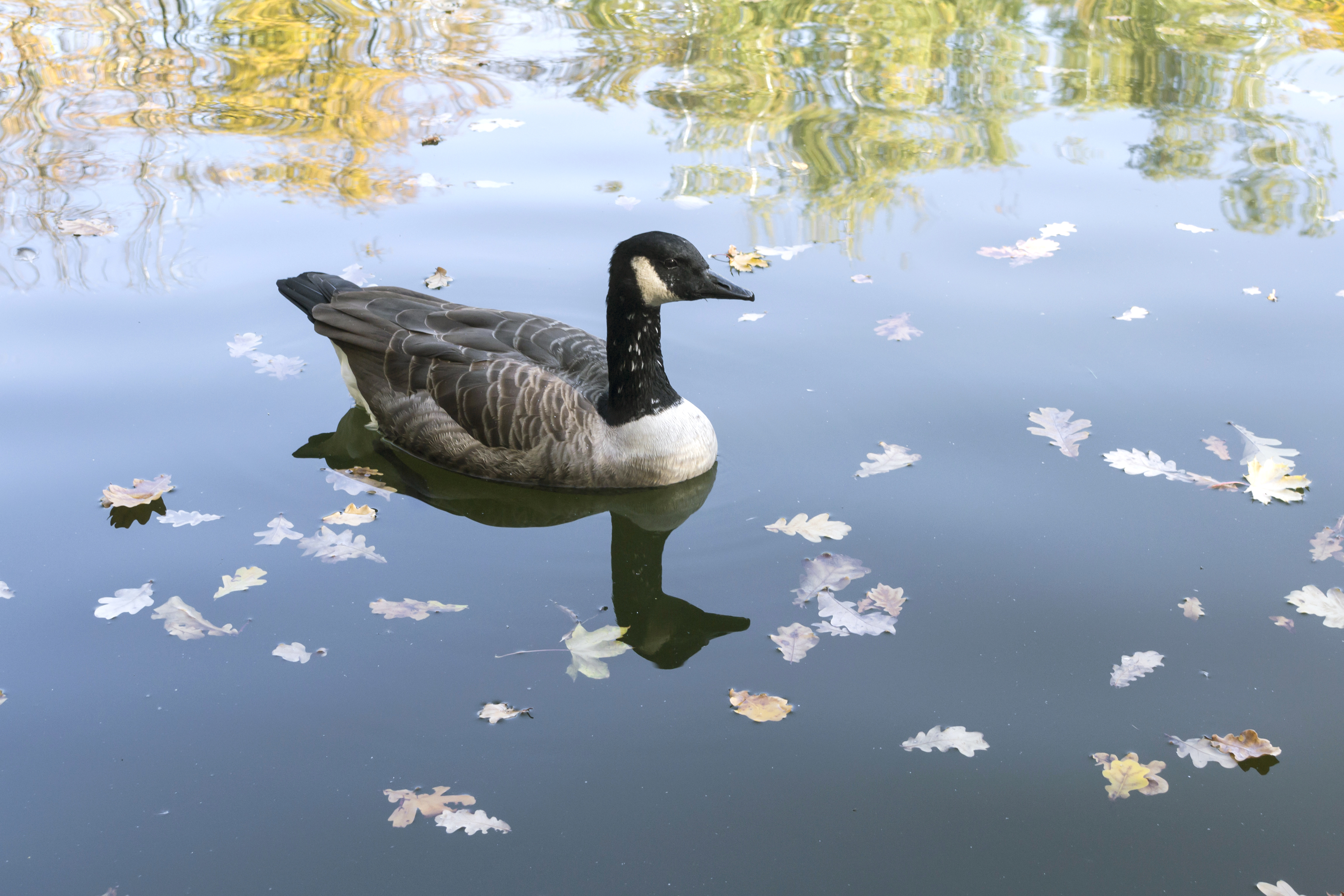 Branta canadensis - Canada goose - Kharkiv Gorky Park - 04