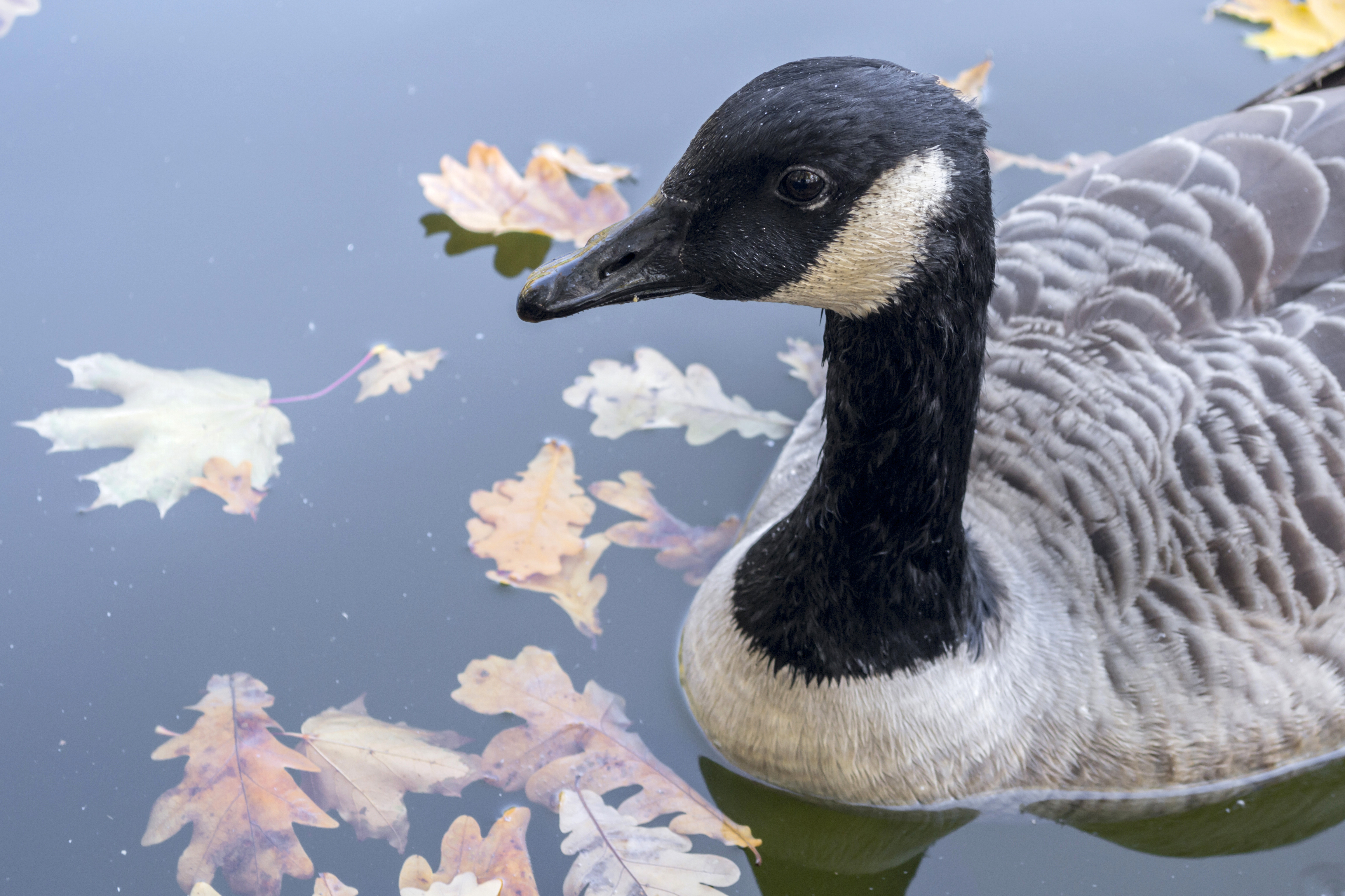 Branta canadensis - Canada goose - Kharkiv Gorky Park - 05