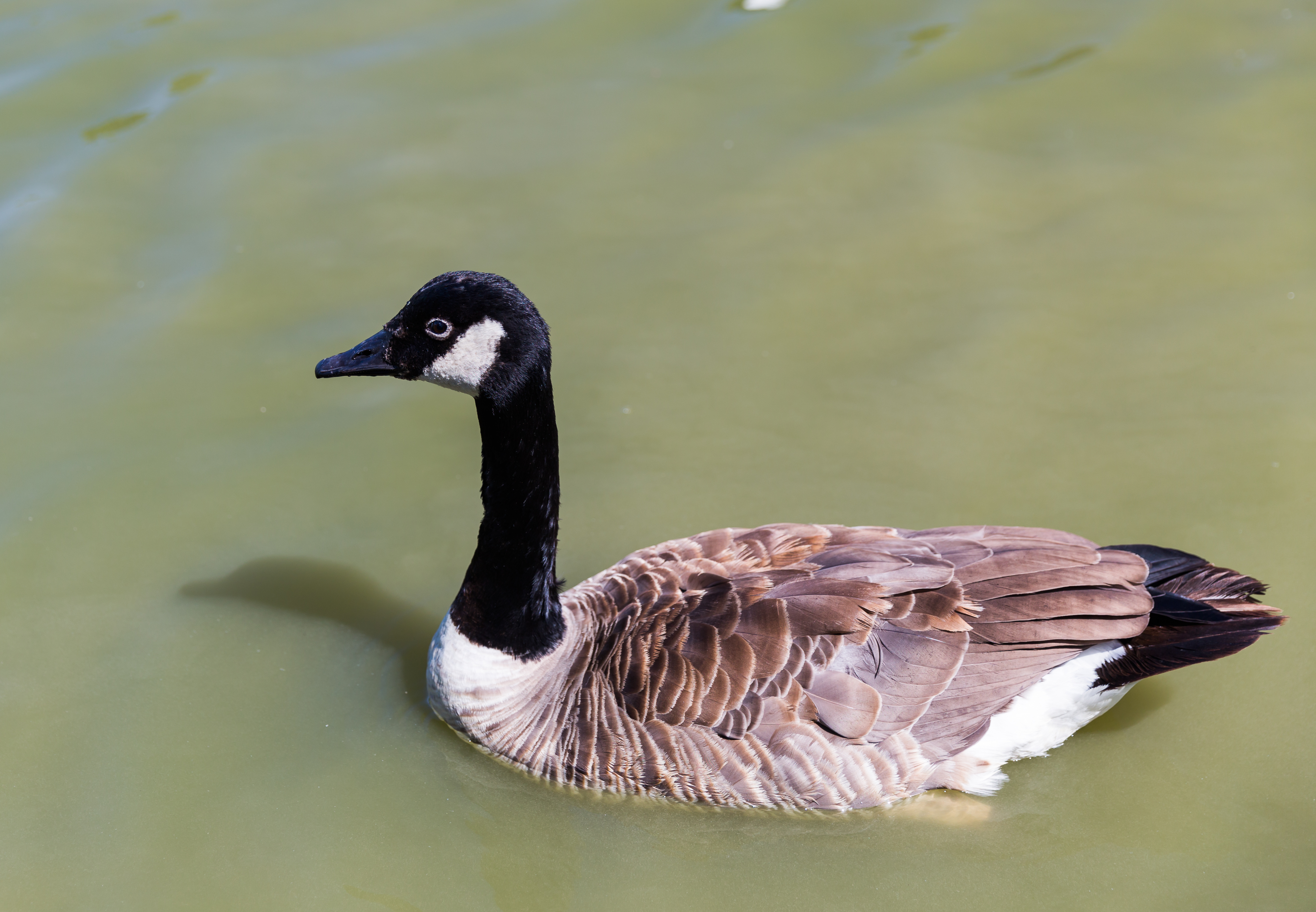 Branta canadensis (Bernache du Canada) - 20150806 13h11 (11044)