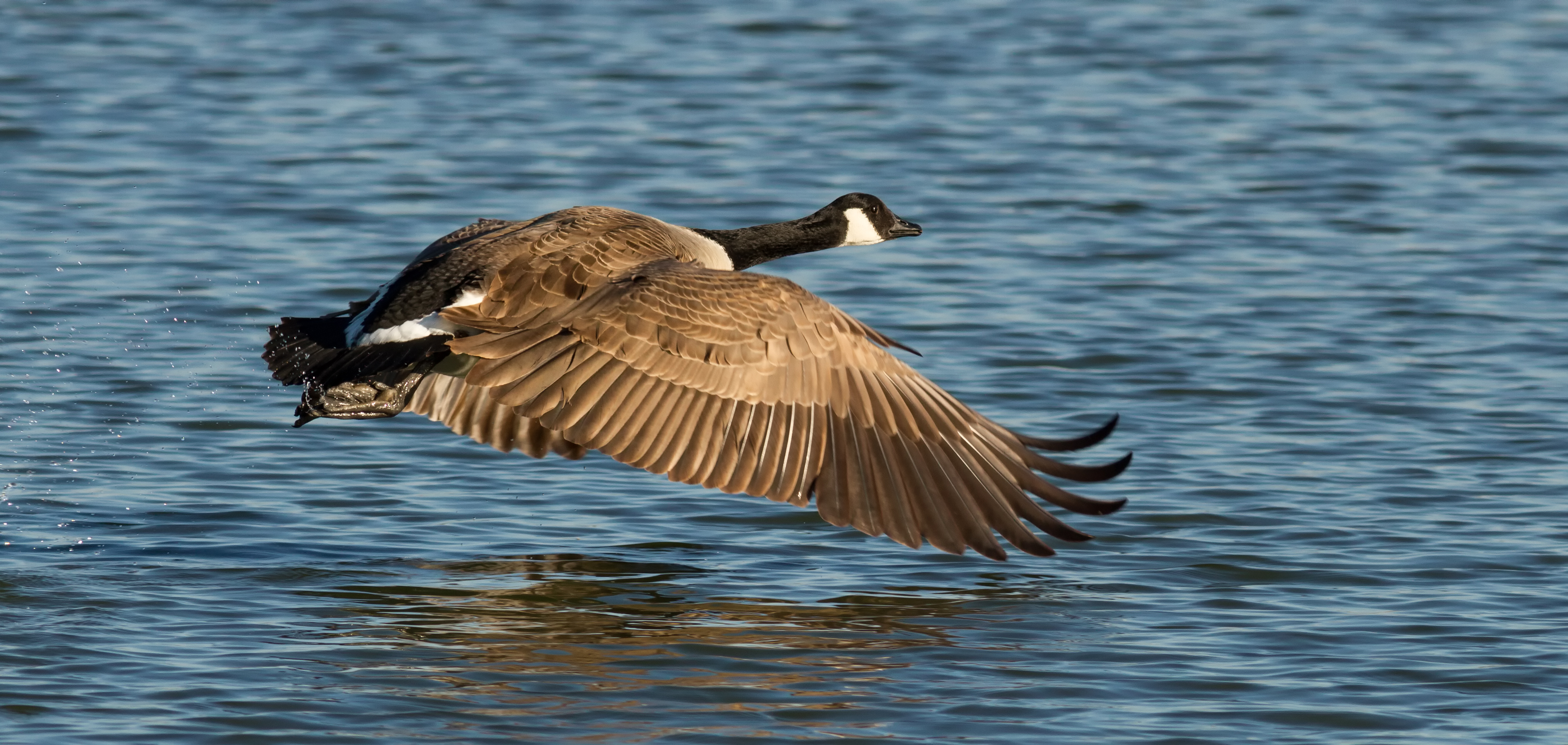 Branta canadensis, taking off at Las Gallinas Wildlife Ponds
