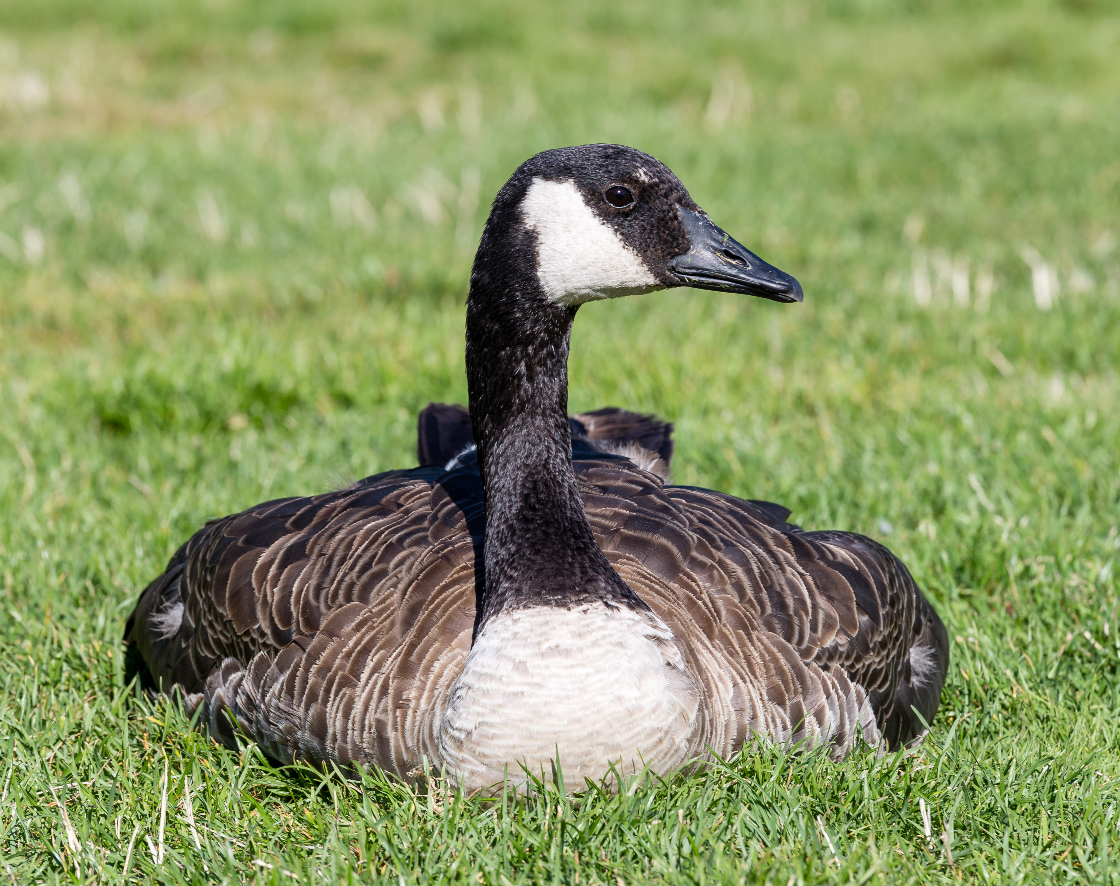 Branta canadensis in Victoria, Canada 06