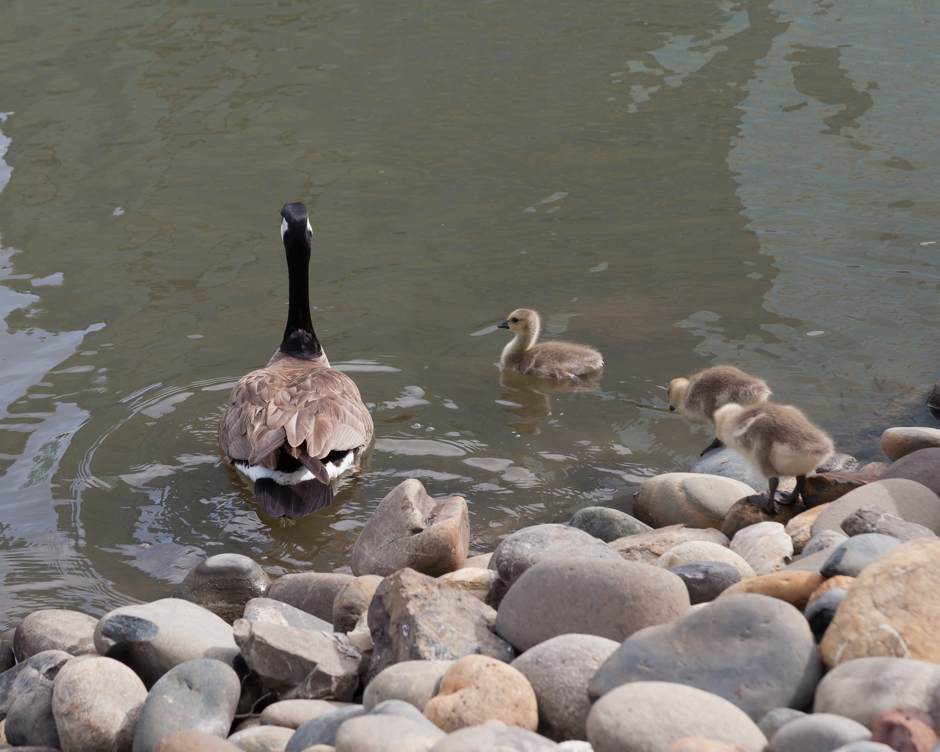 Branta canadensis Redwood Shores May 2011 002