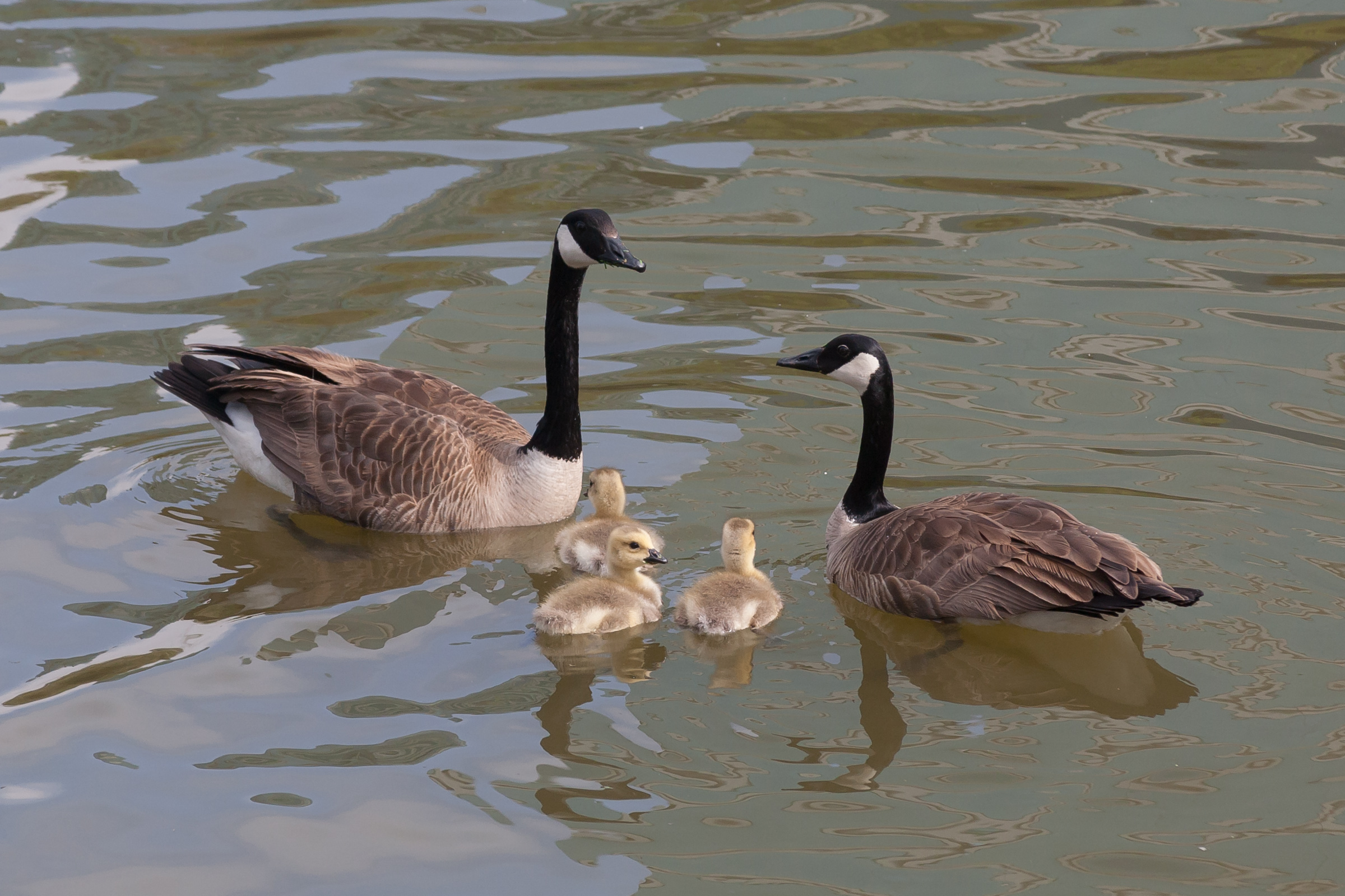 Branta canadensis Redwood Shores May 2011 013