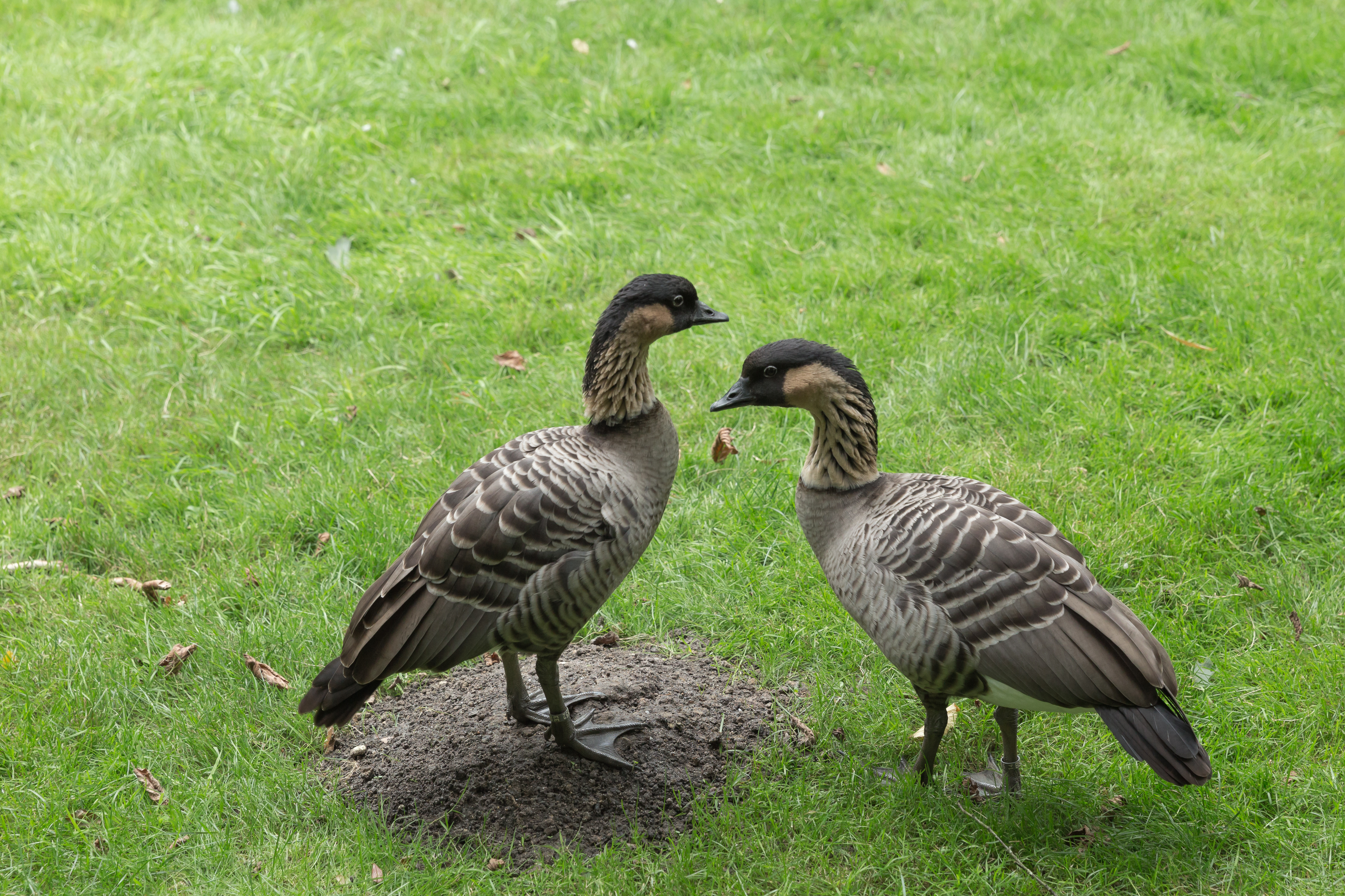 Branta sandvicensis (Bernache néné) - 465