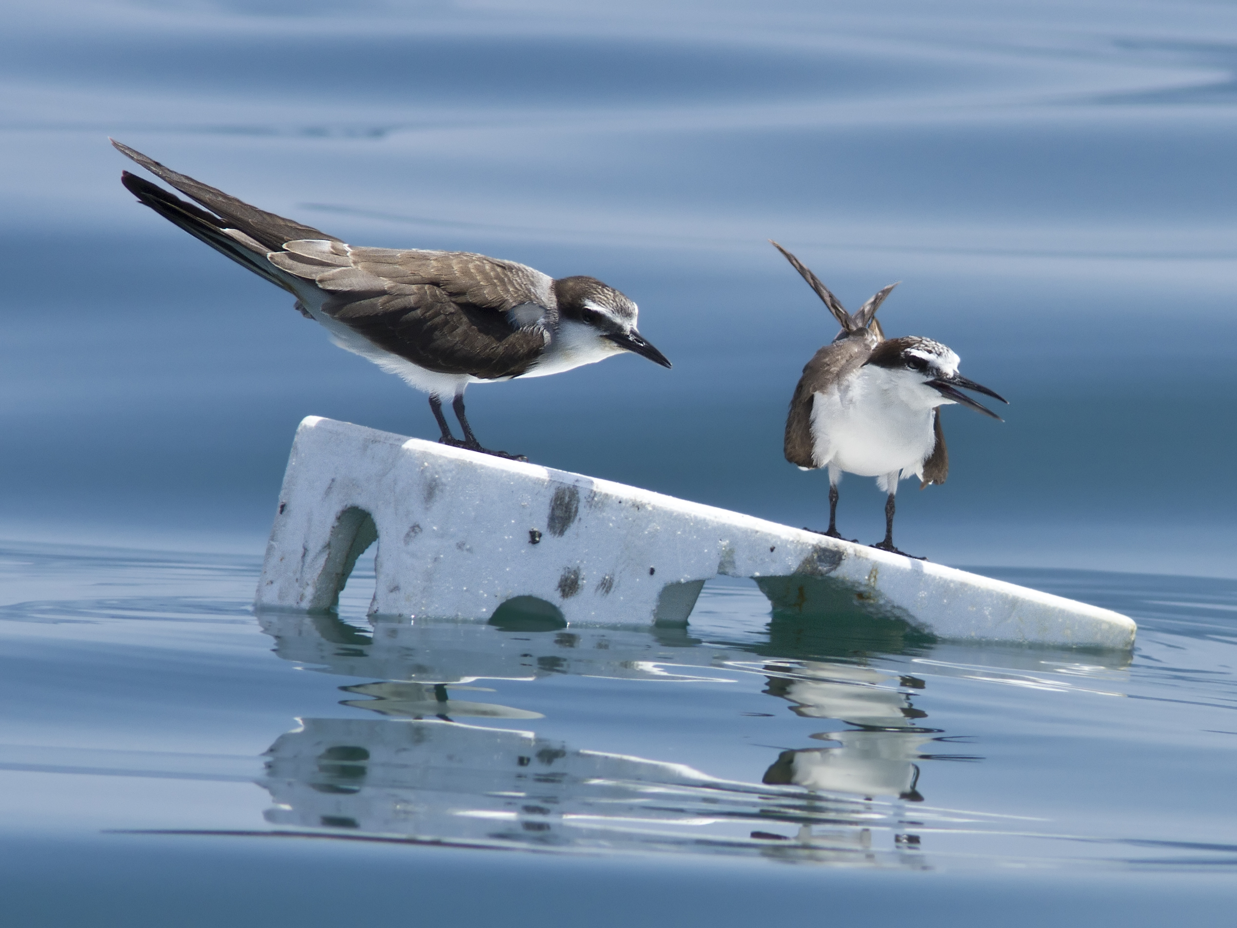Bridled Terns MG 9736