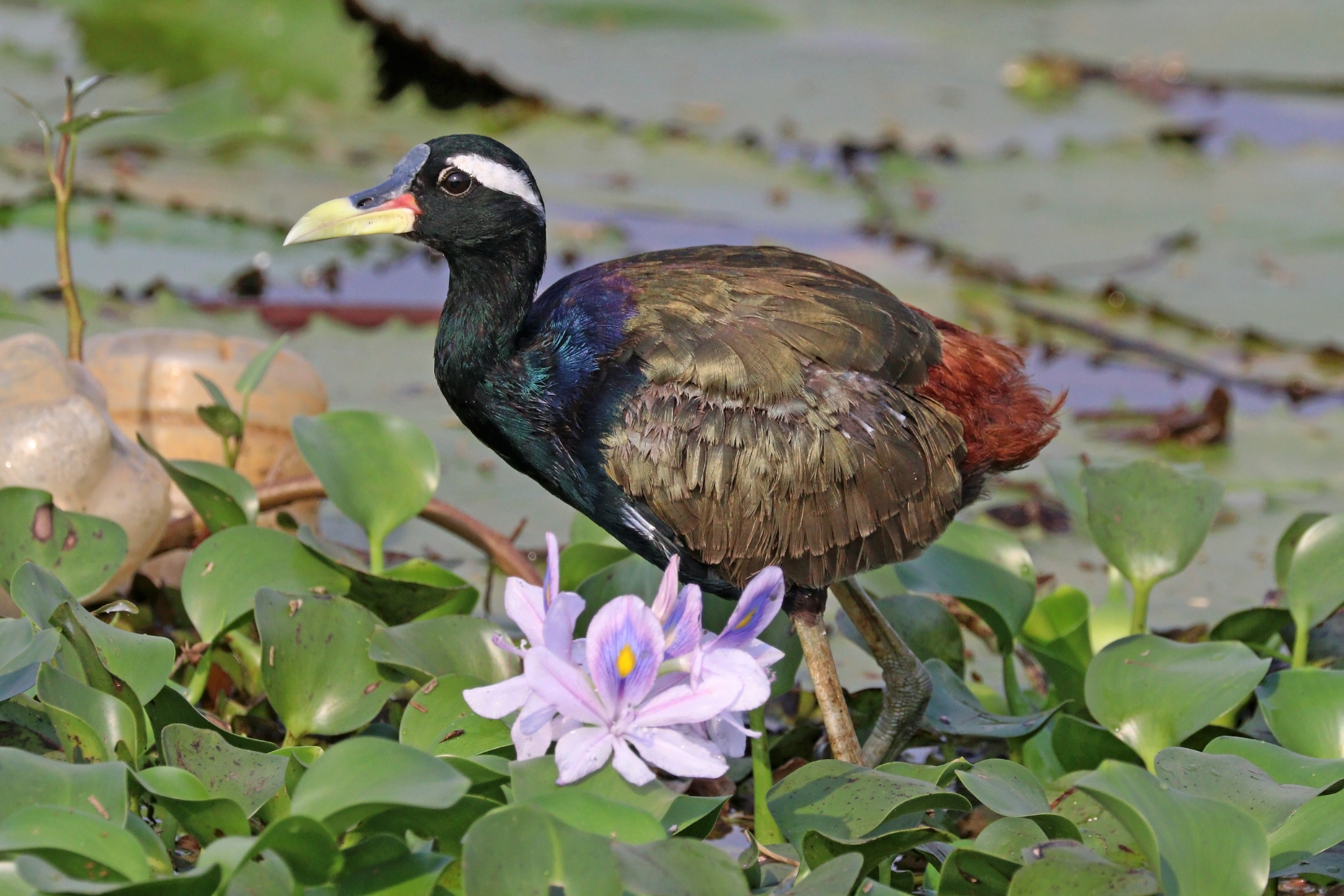 Bronze-winged jacana (Metopidius indicus) 2