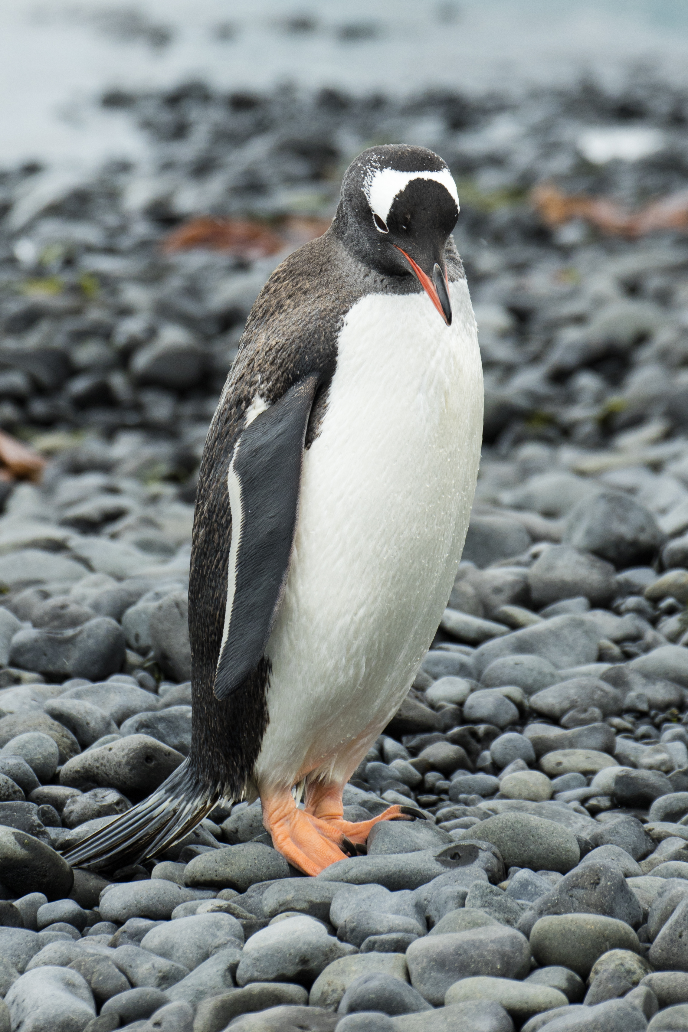 Brown Bluff-2016-Tabarin Peninsula–Gentoo penguin (Pygoscelis papua) 02