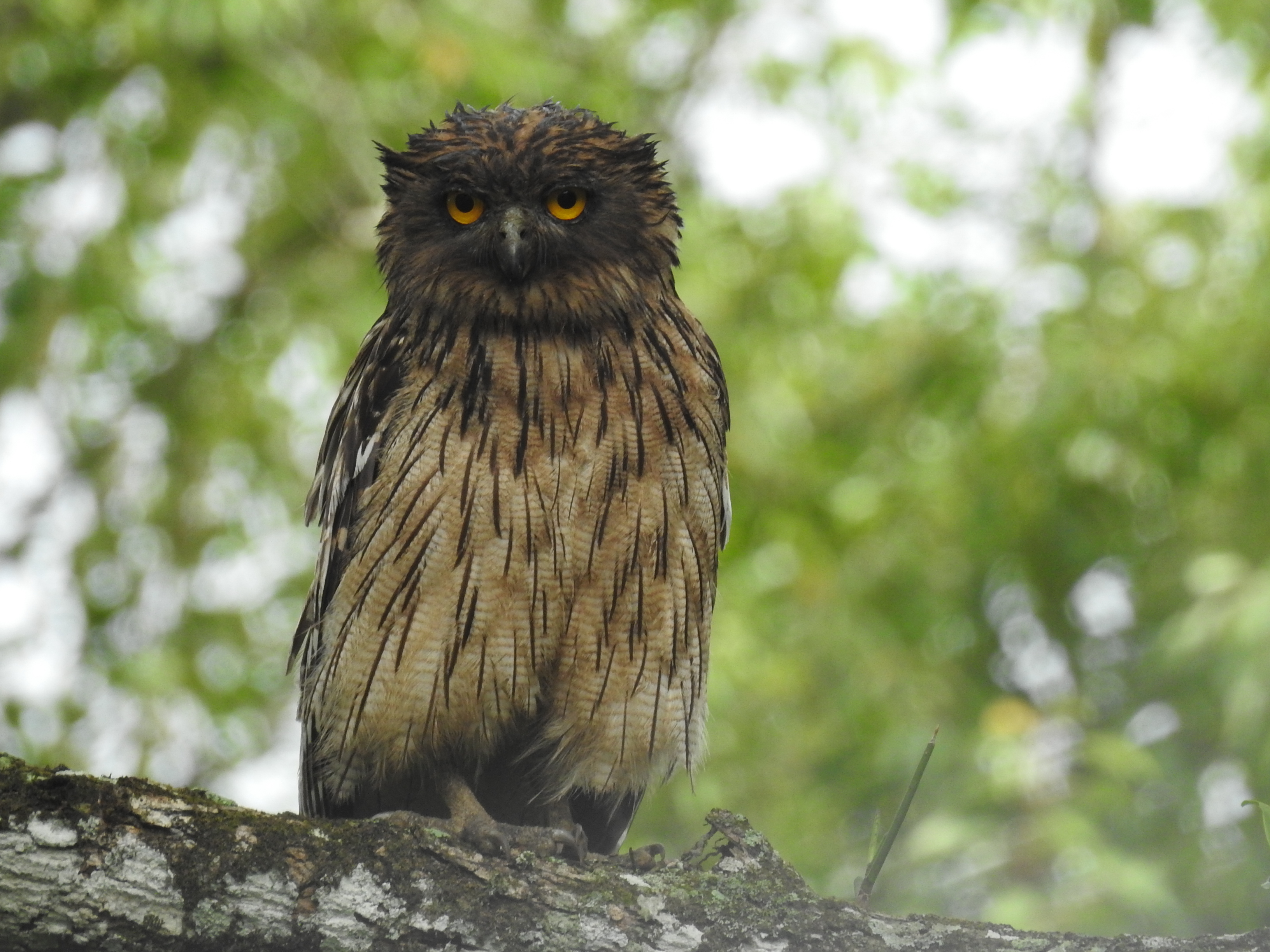 Brown fish owl Ketupa zeylonensis 01