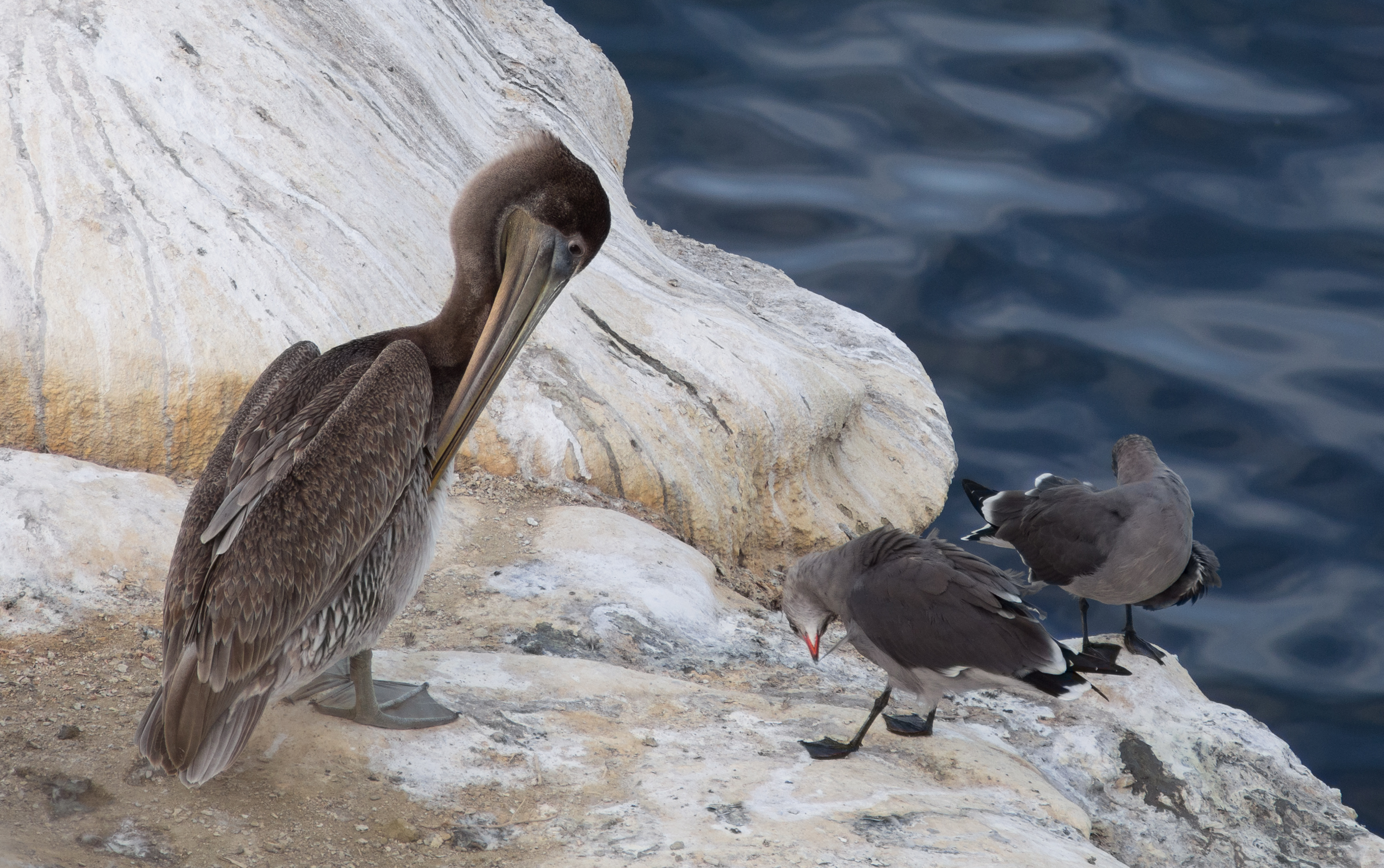 Brown pelican and Heermann's gulls in La Jolla (70635)