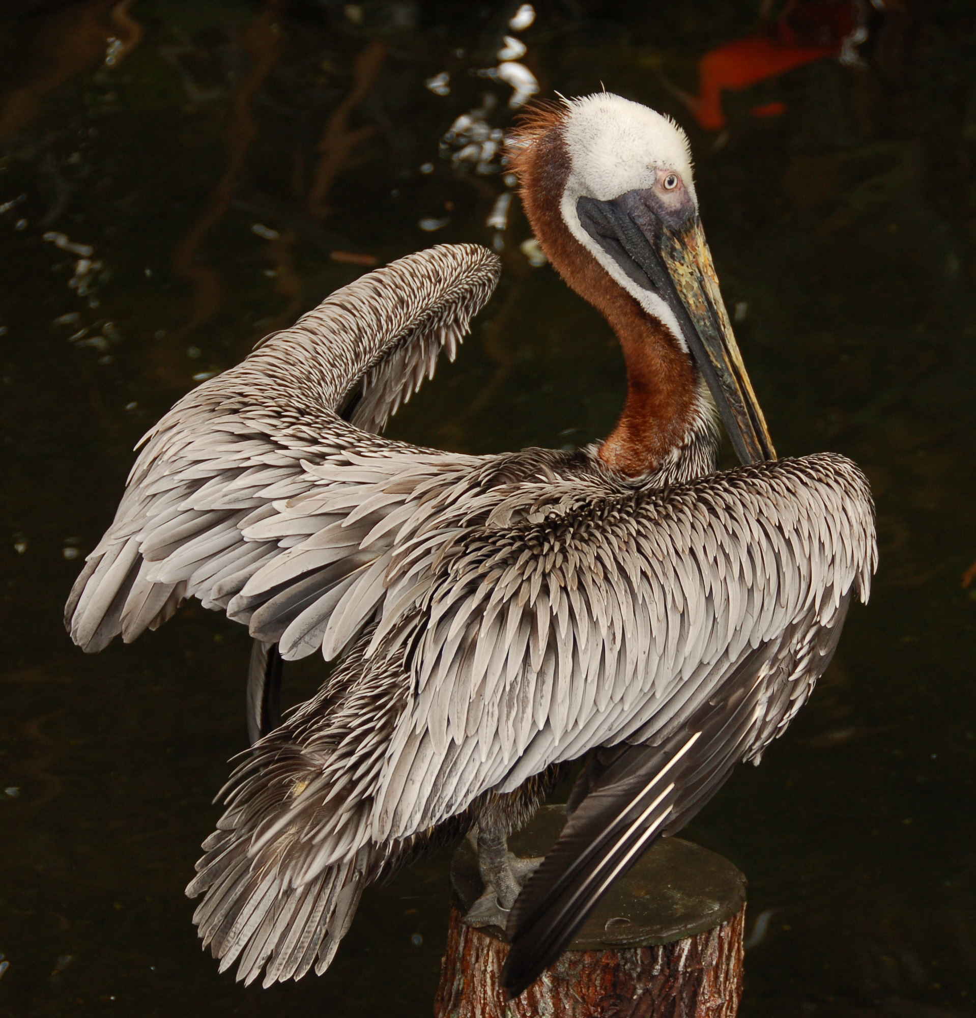 Brown Pelican Pelecanus occidentalis Wings 1918px