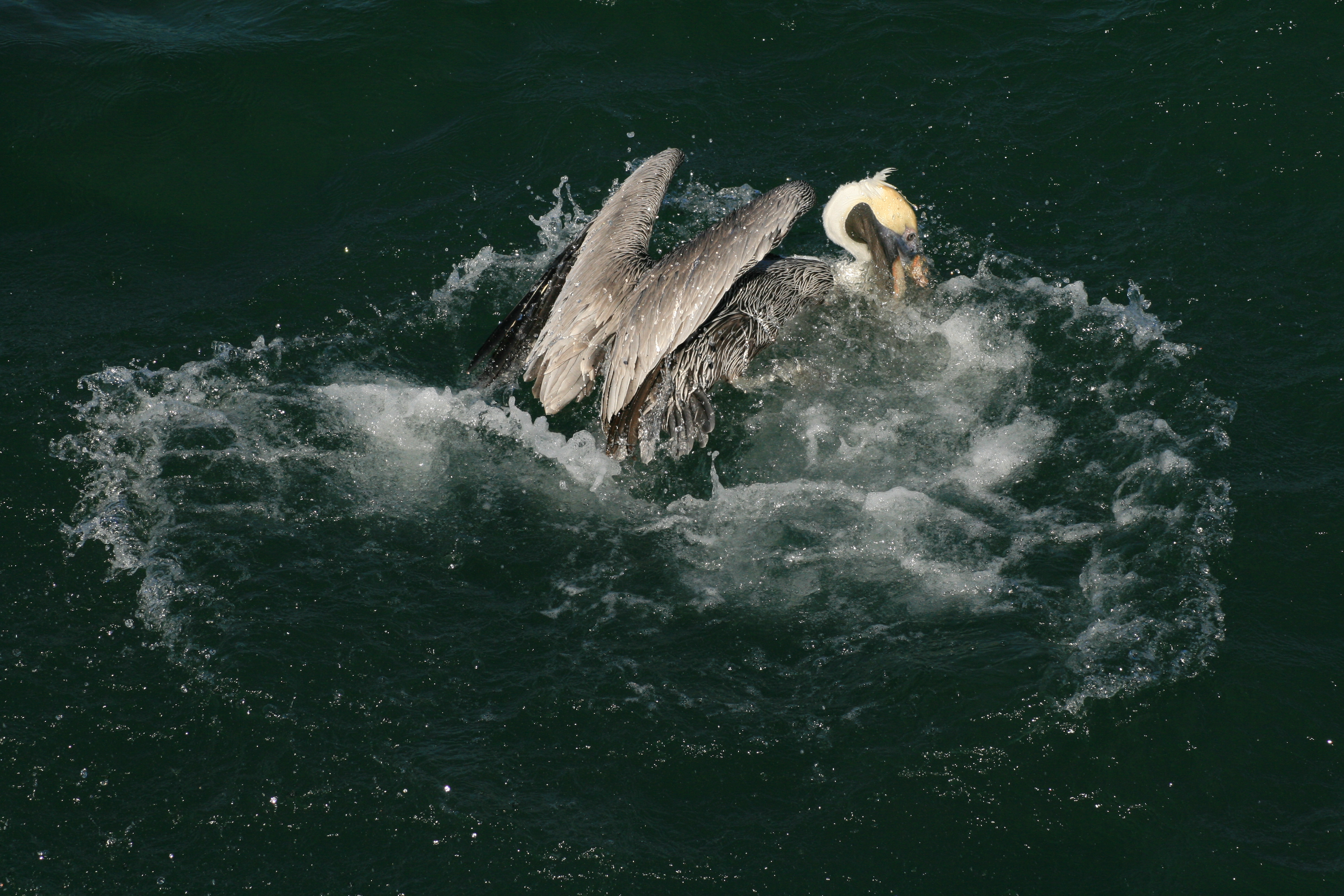 Brown pelican splash