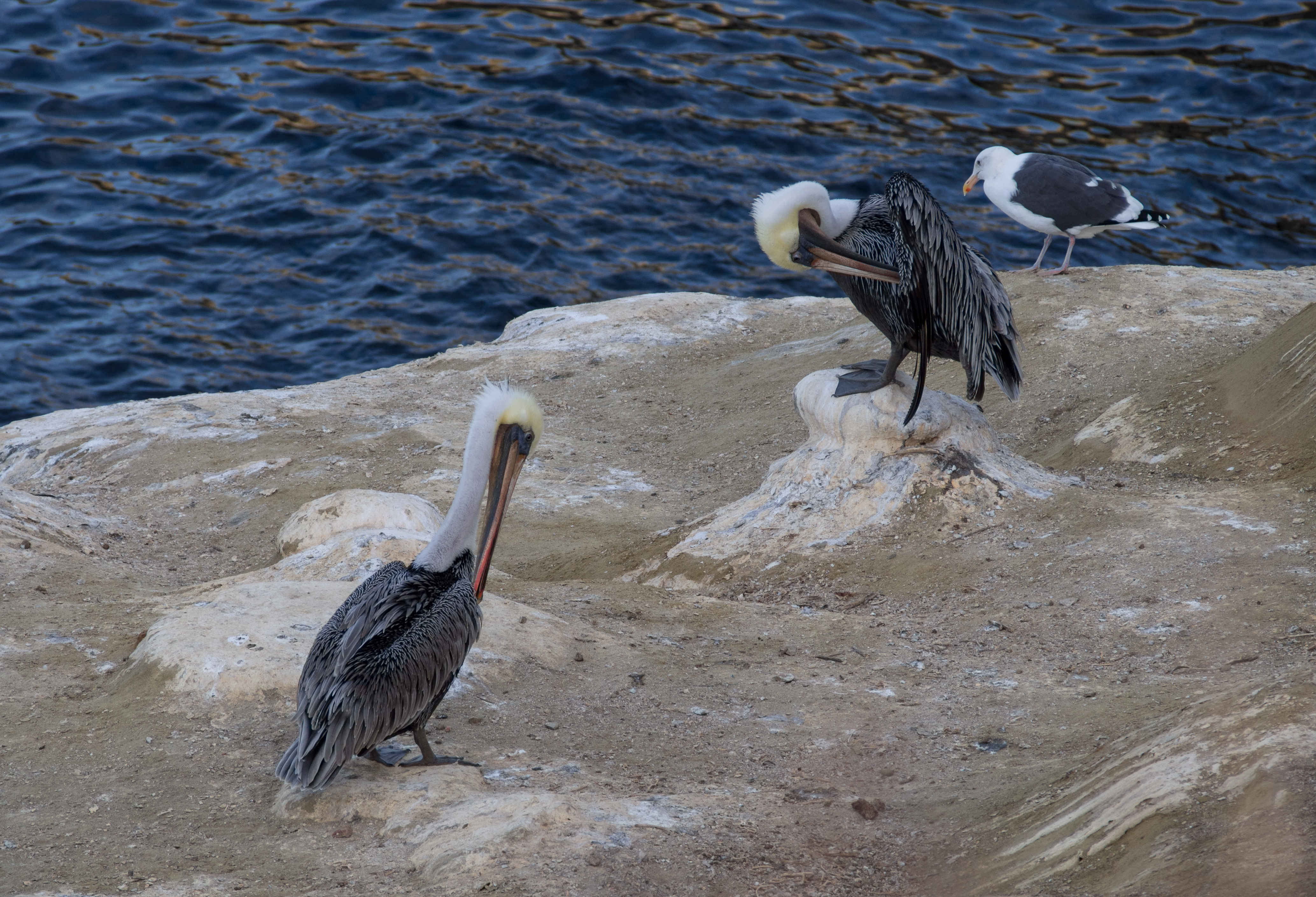 Brown pelicans and western gull in La Jolla (70675)