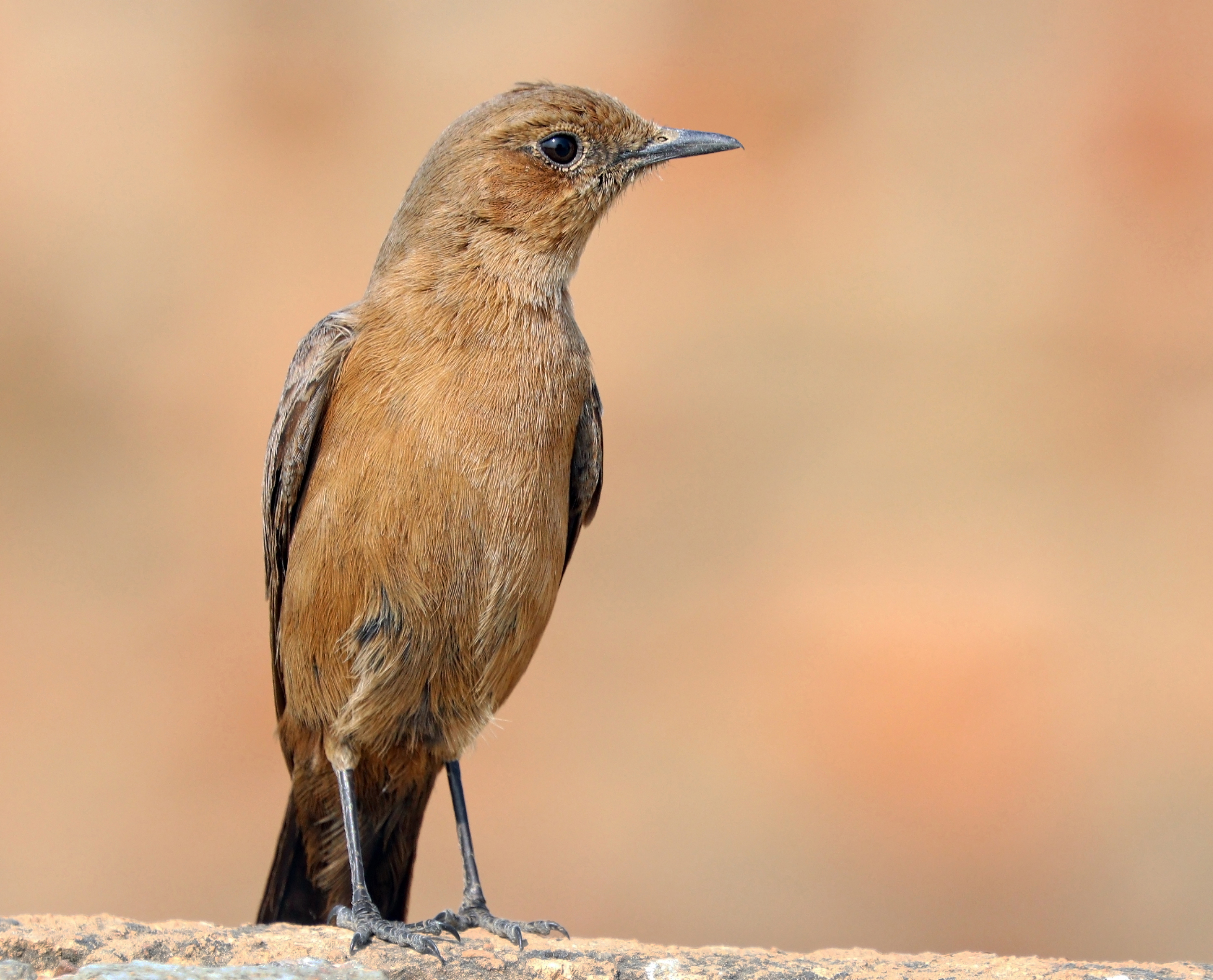 Brown rock chat (Oenanthe fusca)