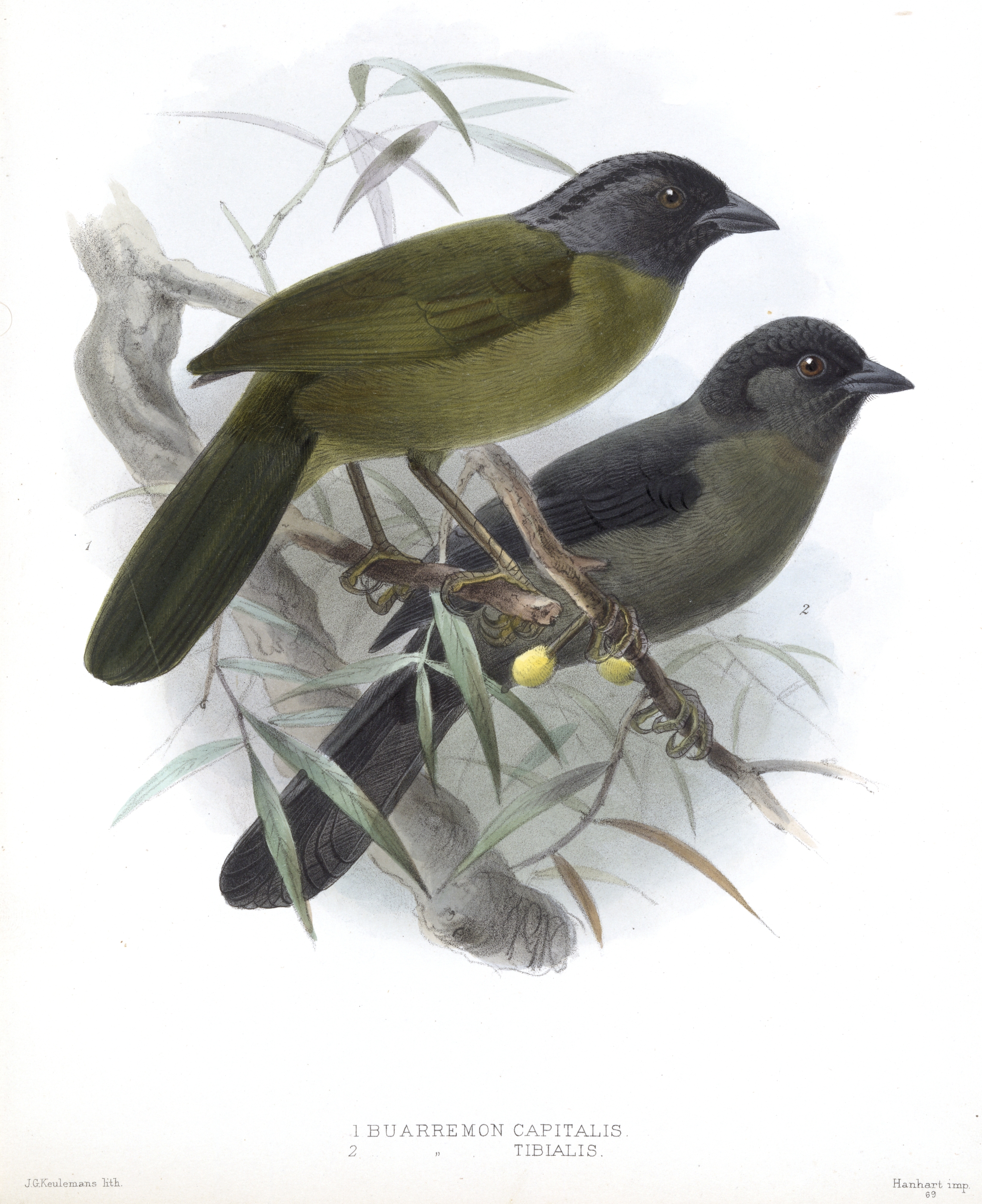 BuarremonKeulemans