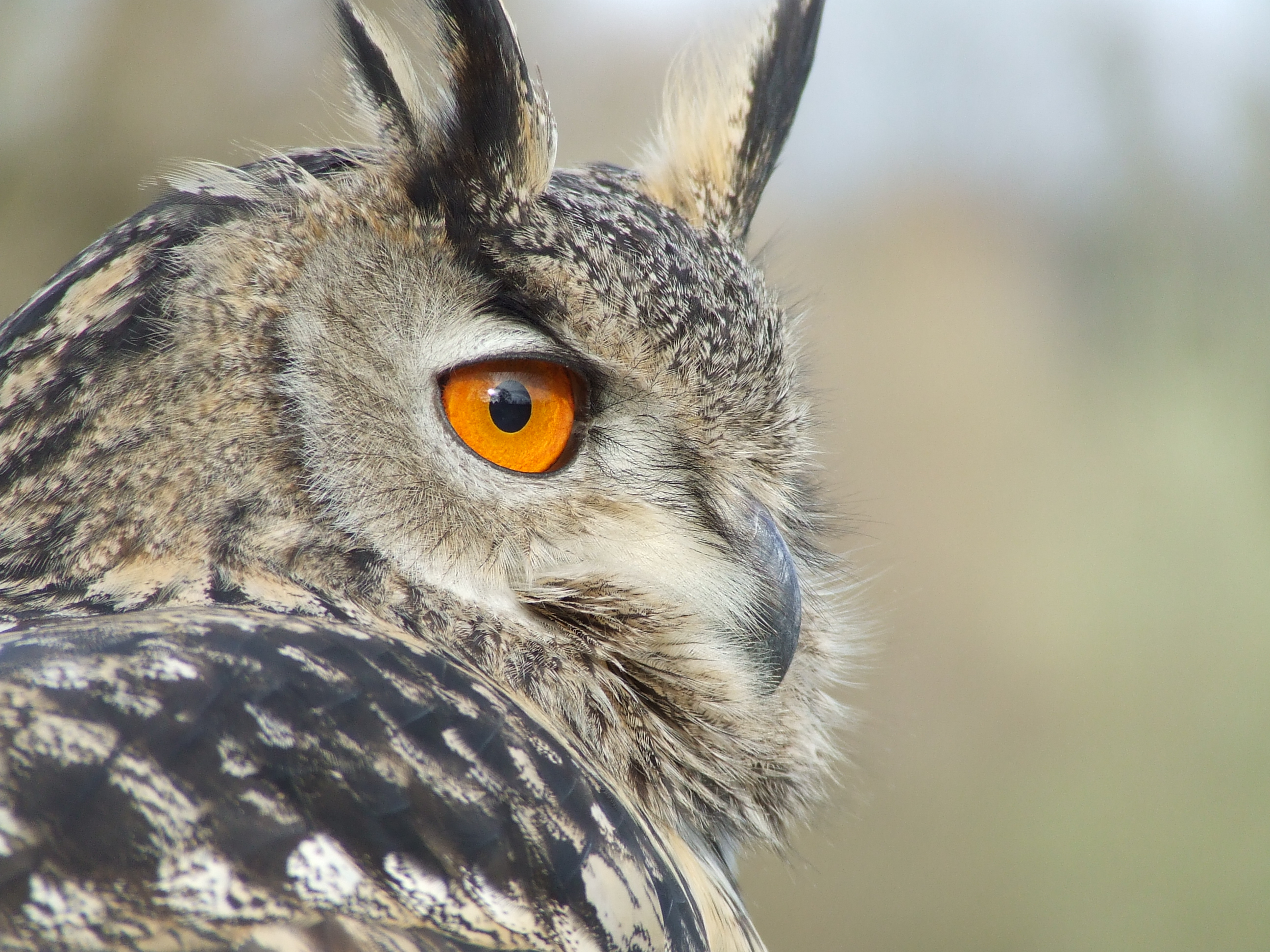 Bubo bubo portrait