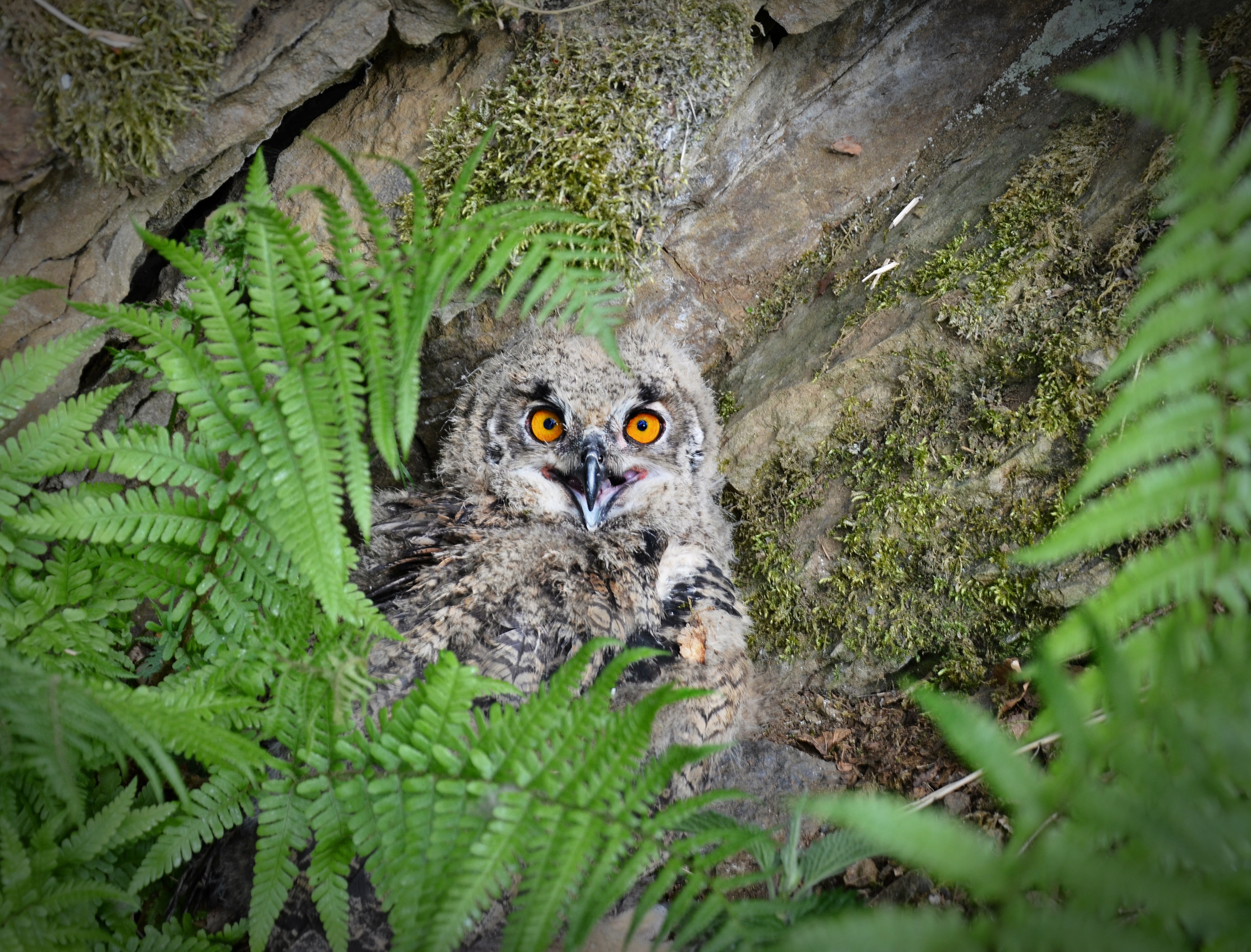 Bubo Bubo Uhuküken 02
