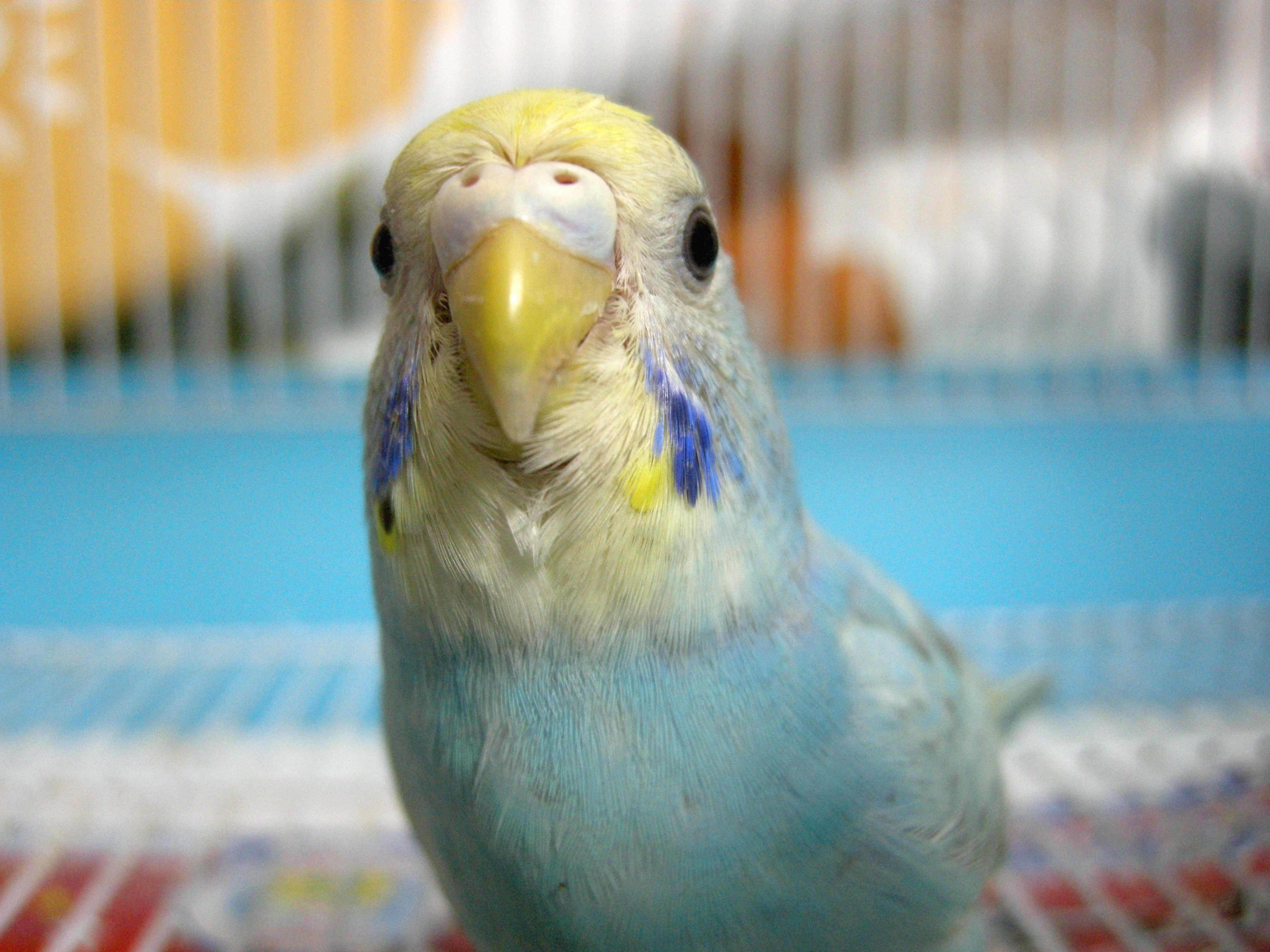 Budgie (6405117121)