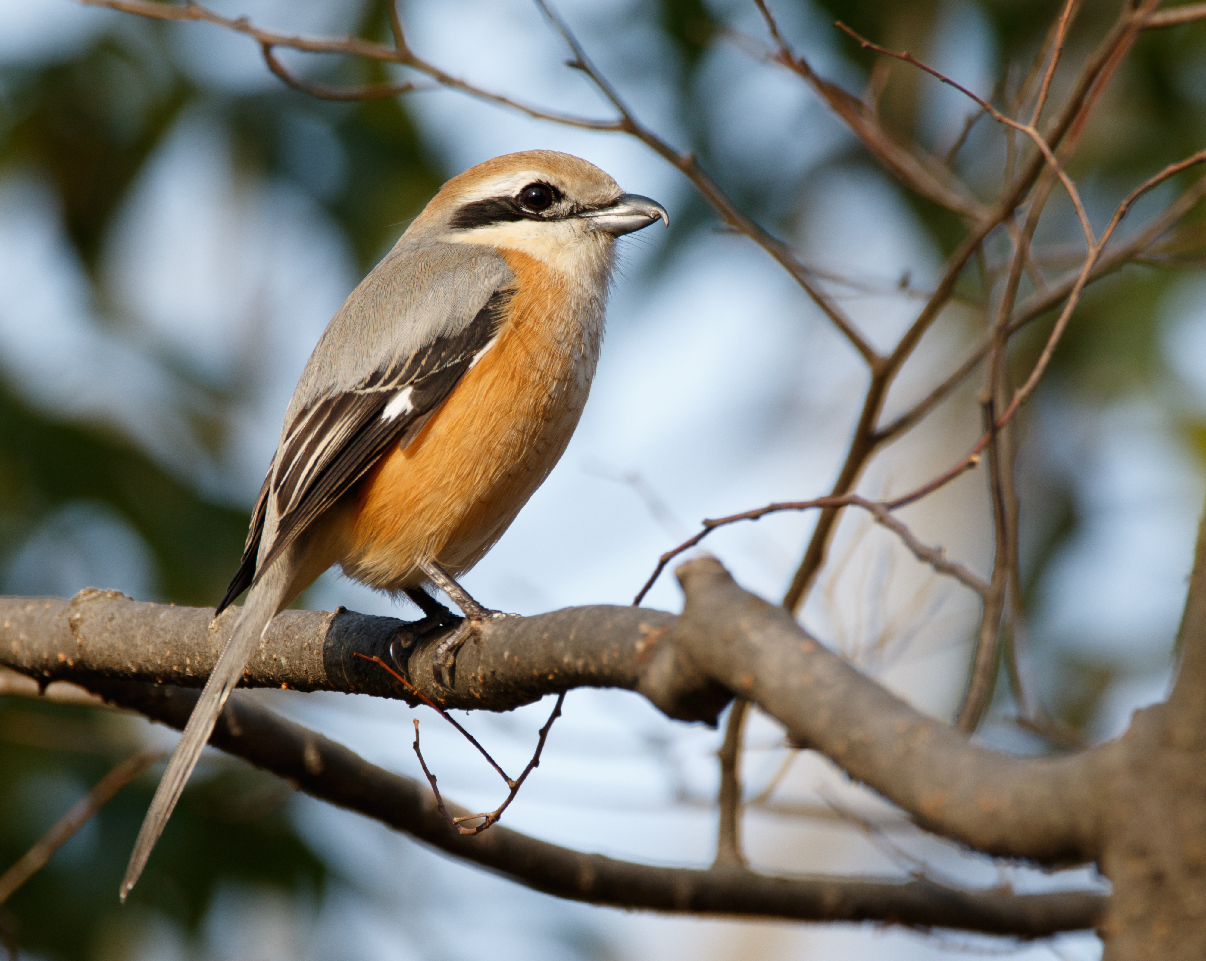 Bull-headed shrike in Sakai, Osaka, February 2016