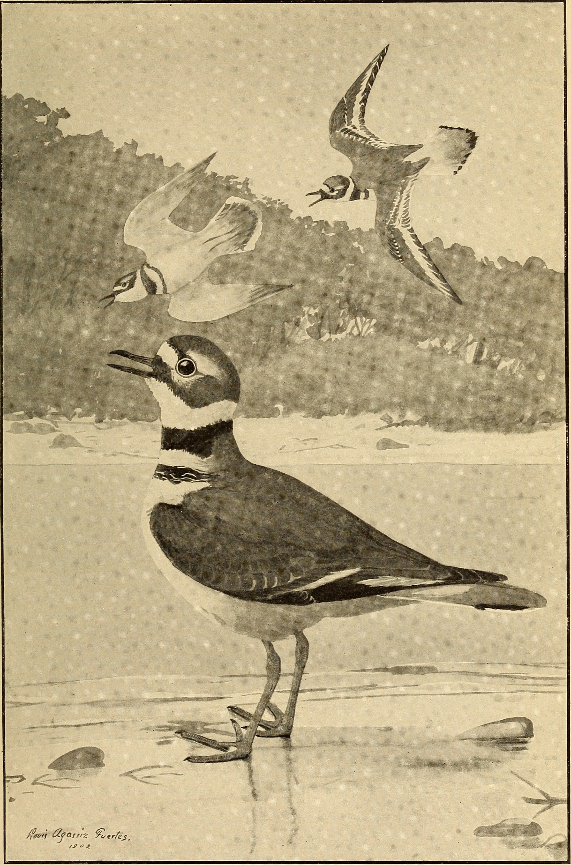 Bulletin - Biological Survey (1908) (20242752689)