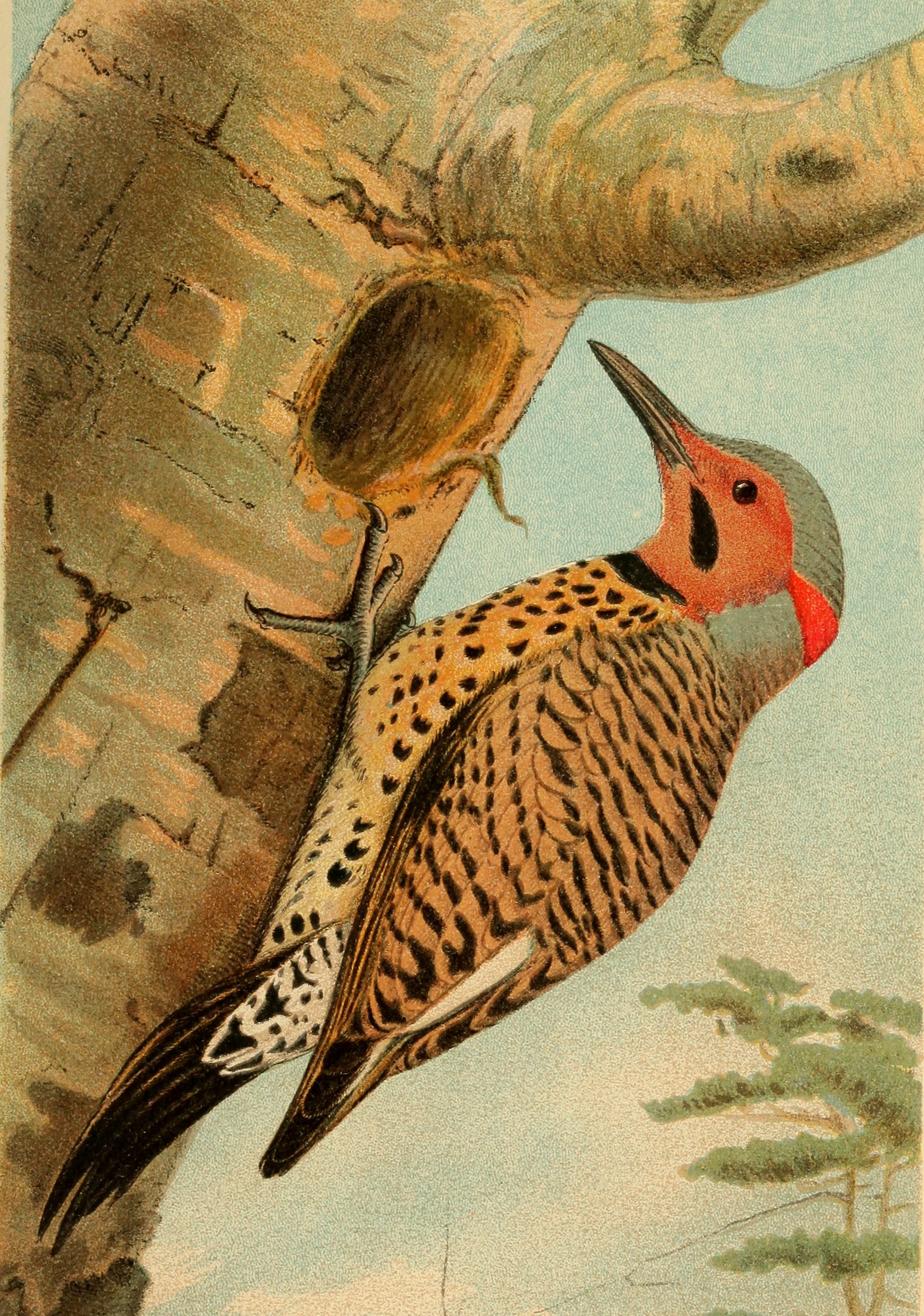 Bulletin - Biological Survey (1908) (20403229016)