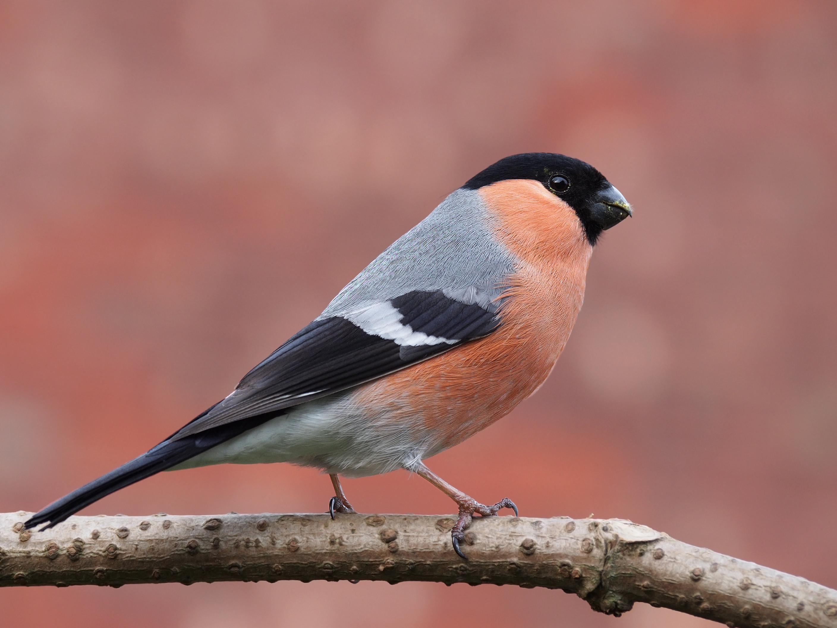 Bullfinch side-on