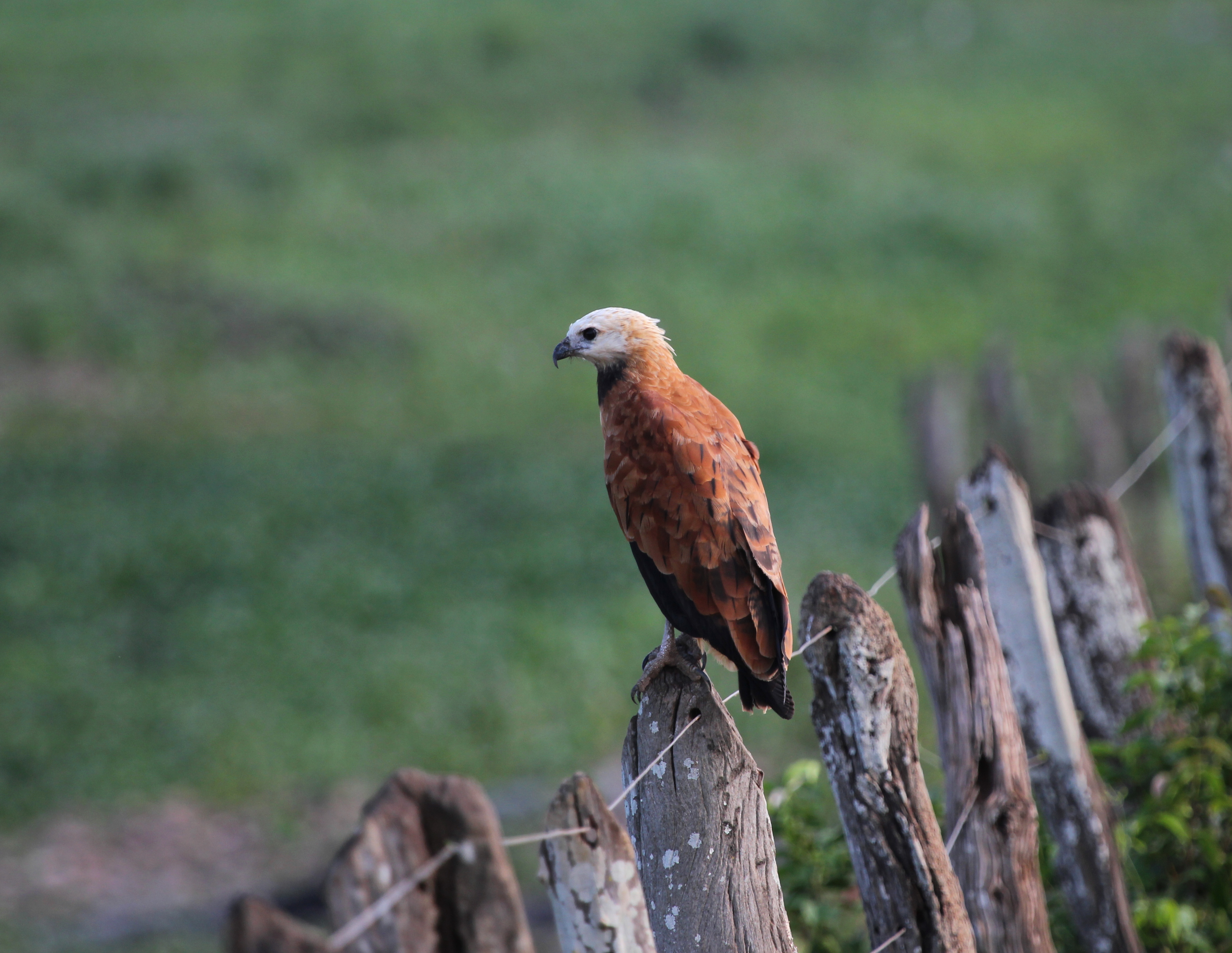 Busarellus nigricollis Pantanal